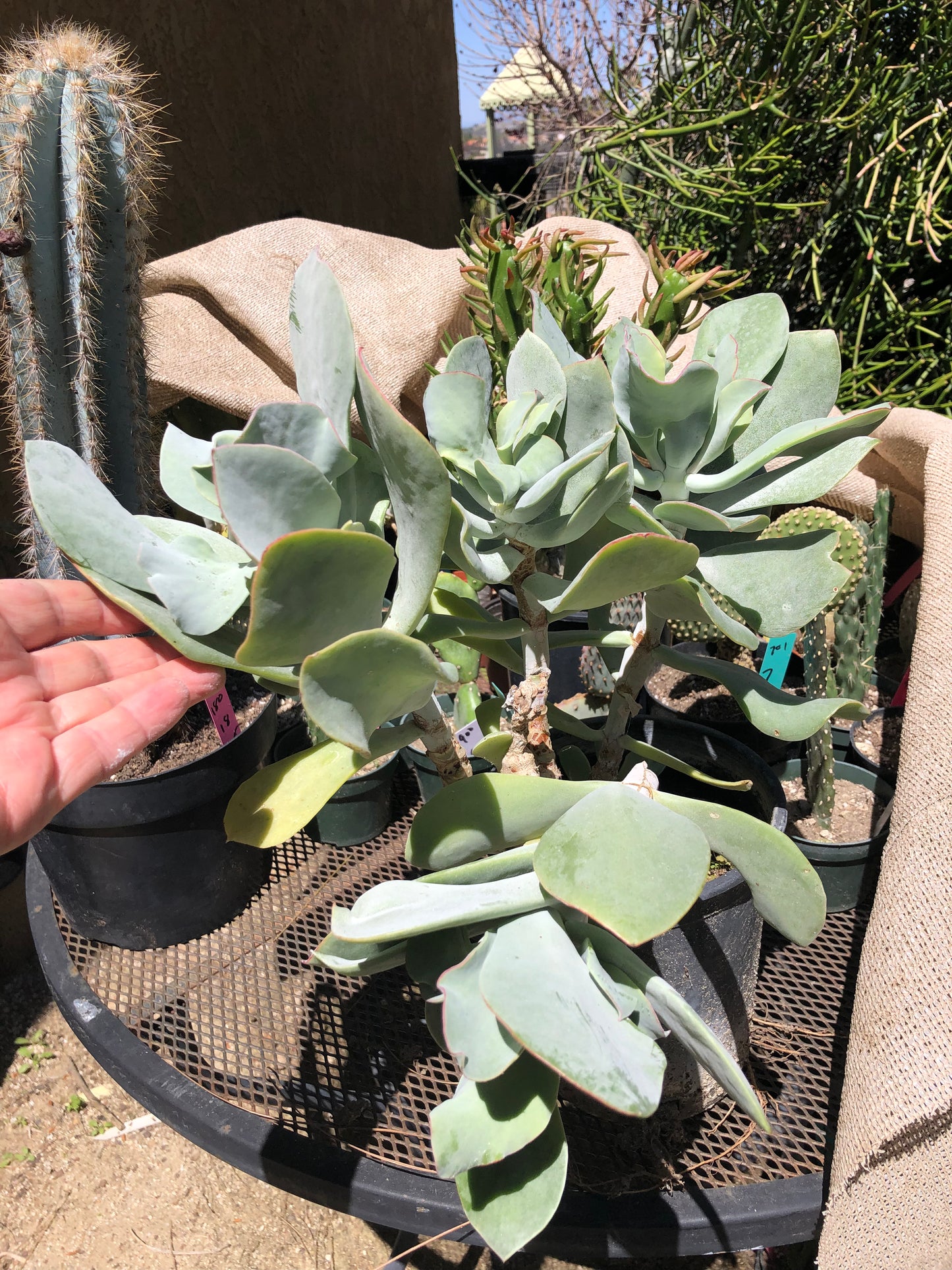 Cotyledon Silver Waves 16"Tall #160B
