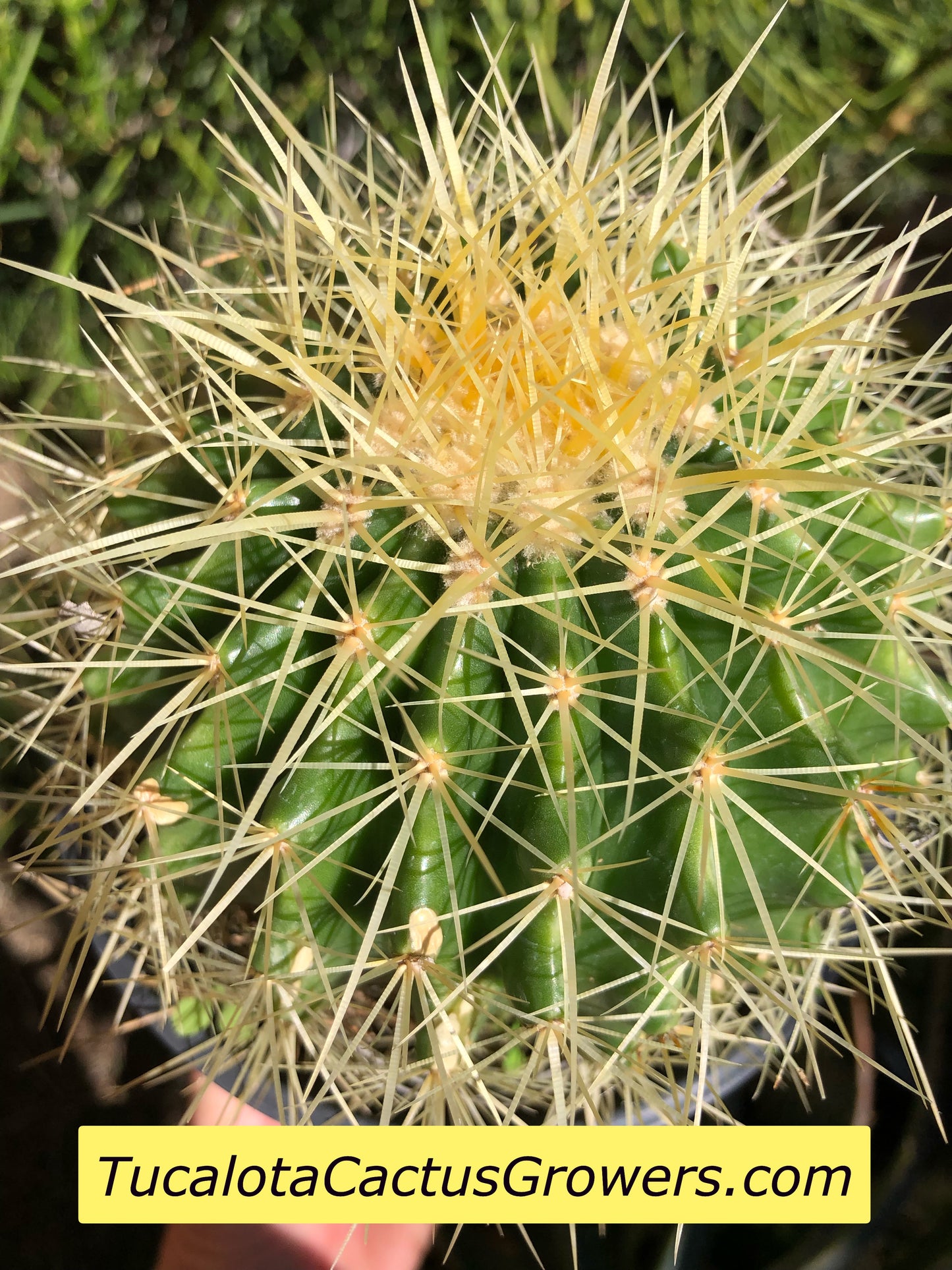 Echinocactus grusonii Golden Barrel 5"Wide #7G
