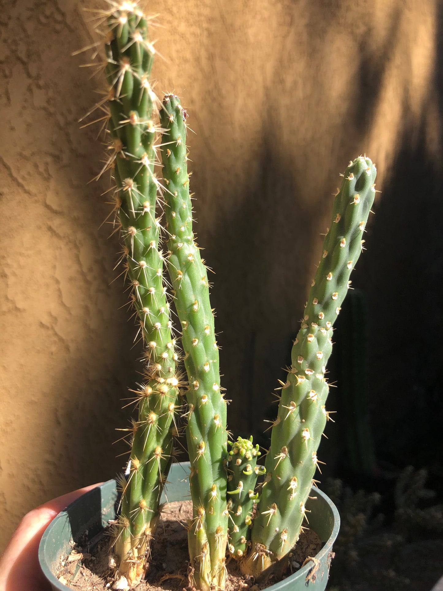 Cylindropuntia imbricata Buckhorn Cholla 7”Tall #71W