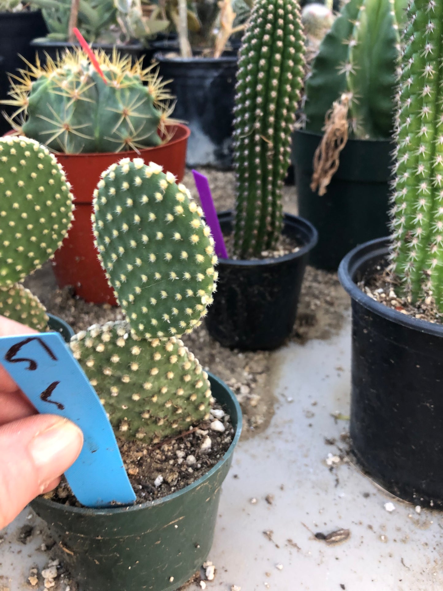 Opuntia microdasys Off White Bunny 5"Tall #51B