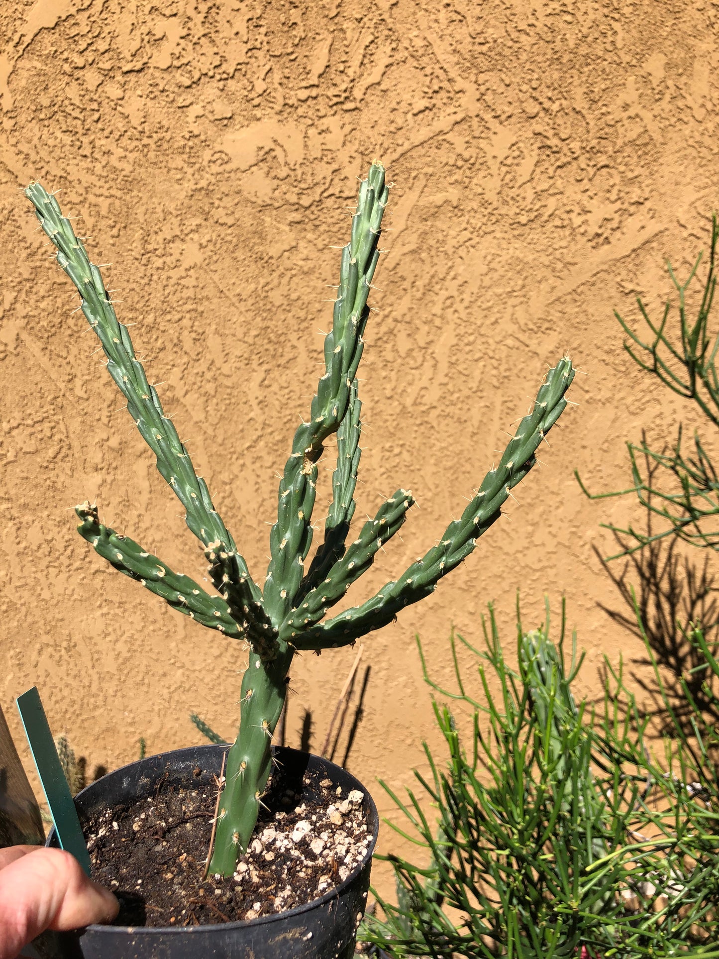 Cholla Cylindropuntia Imbricata  Buckhorn 13”Tall #13G