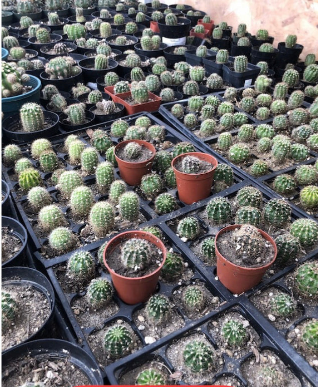 Echinopsis oxygona Pink Easter Lily 1" Rooted Pup