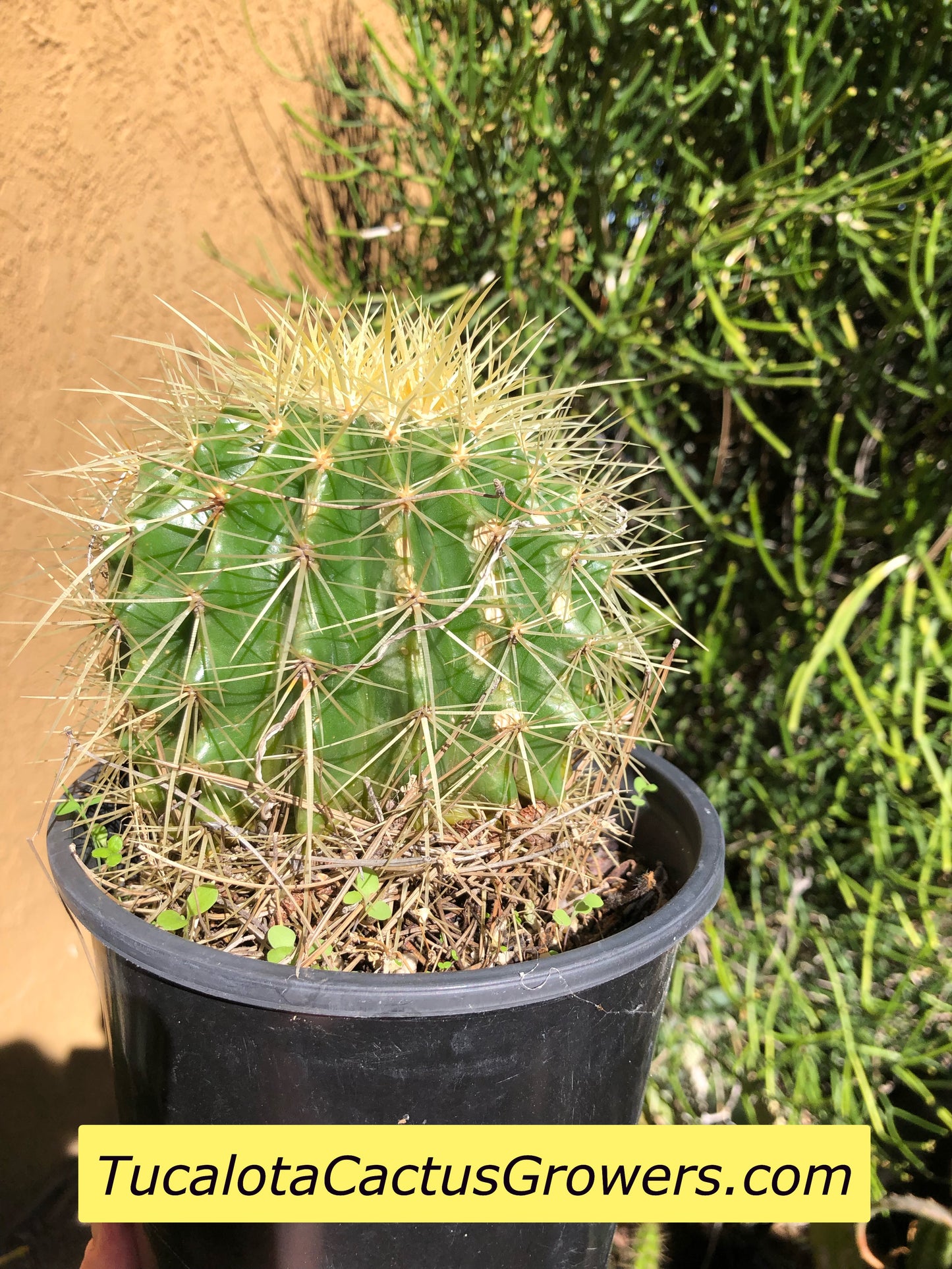Echinocactus grusonii Golden Barrel 5"Wide #7G