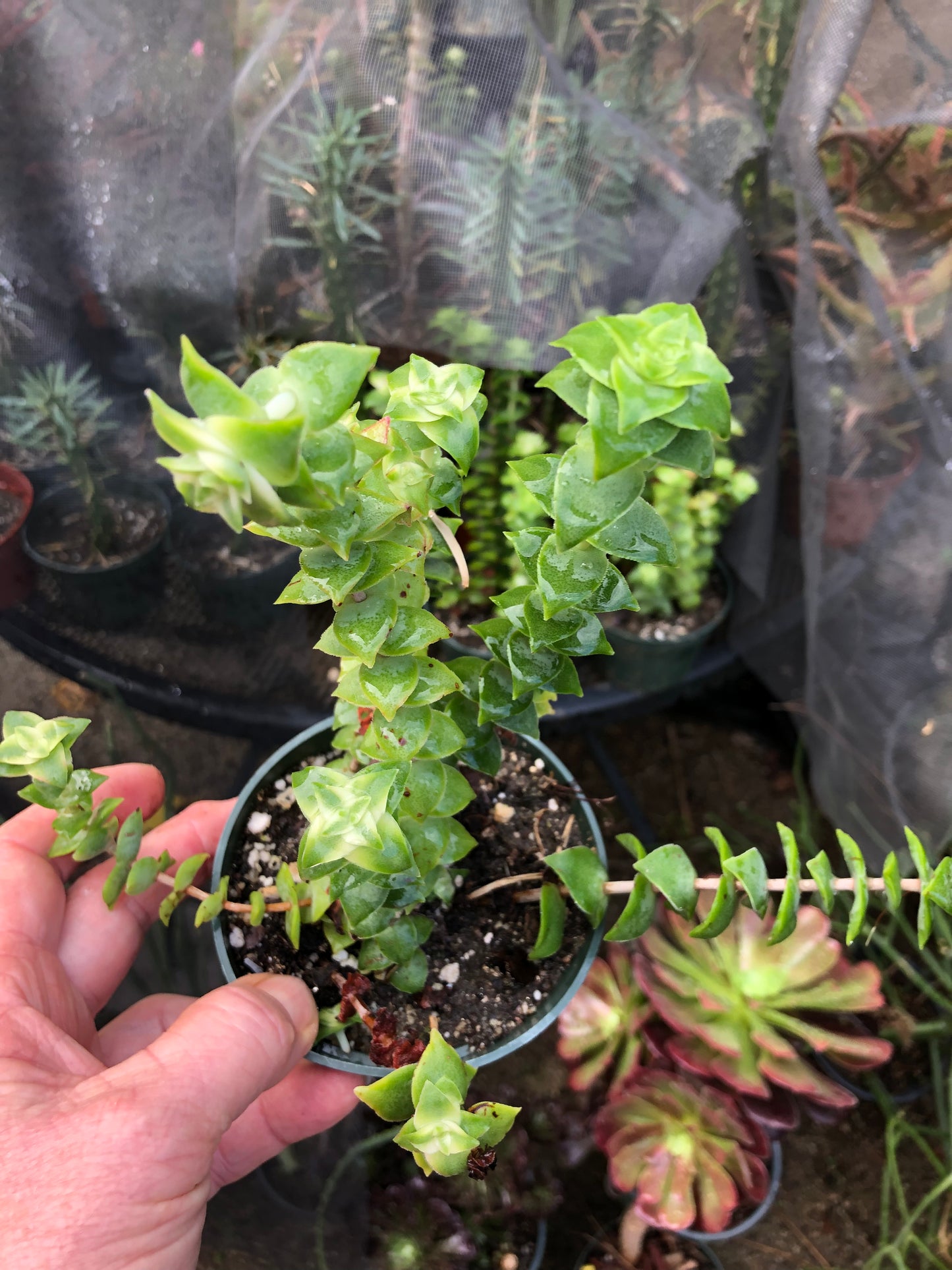 Crassula perforata Variegata String of Buttons 7"Tall #3W