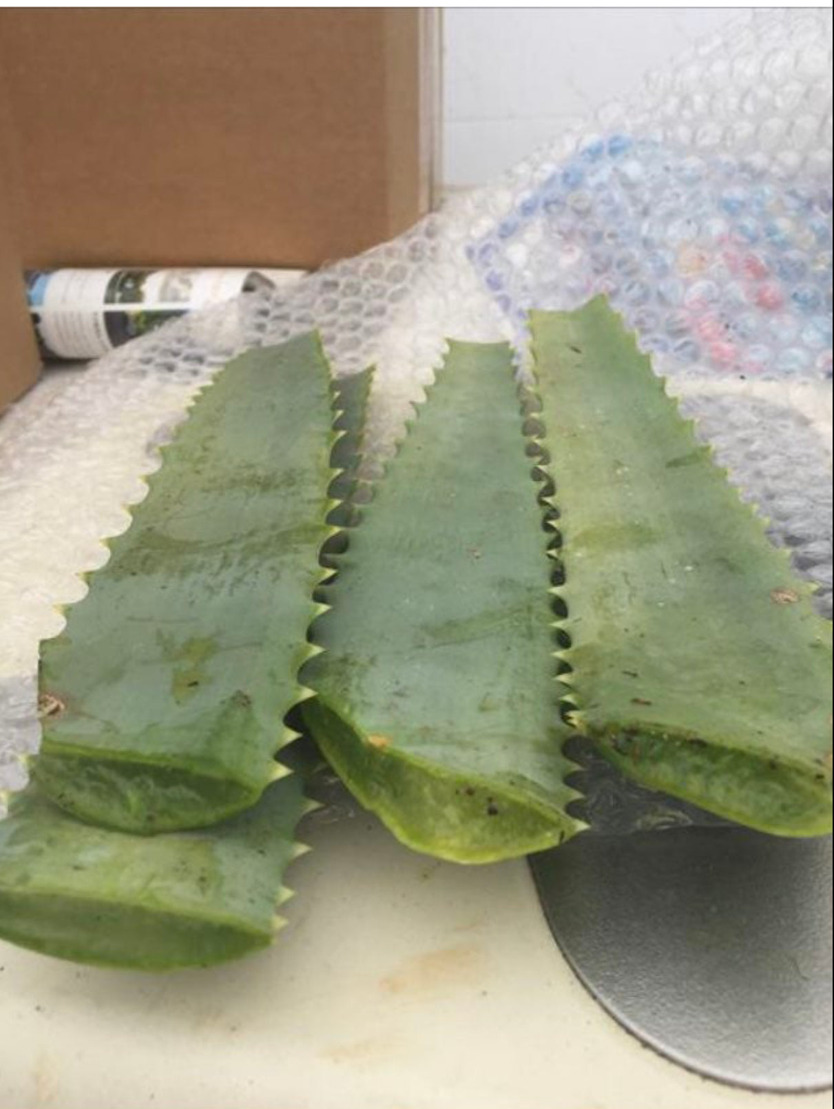 Aloe arborescens leaves 14oz Taken from 10yr Plant Sent out Fresh
