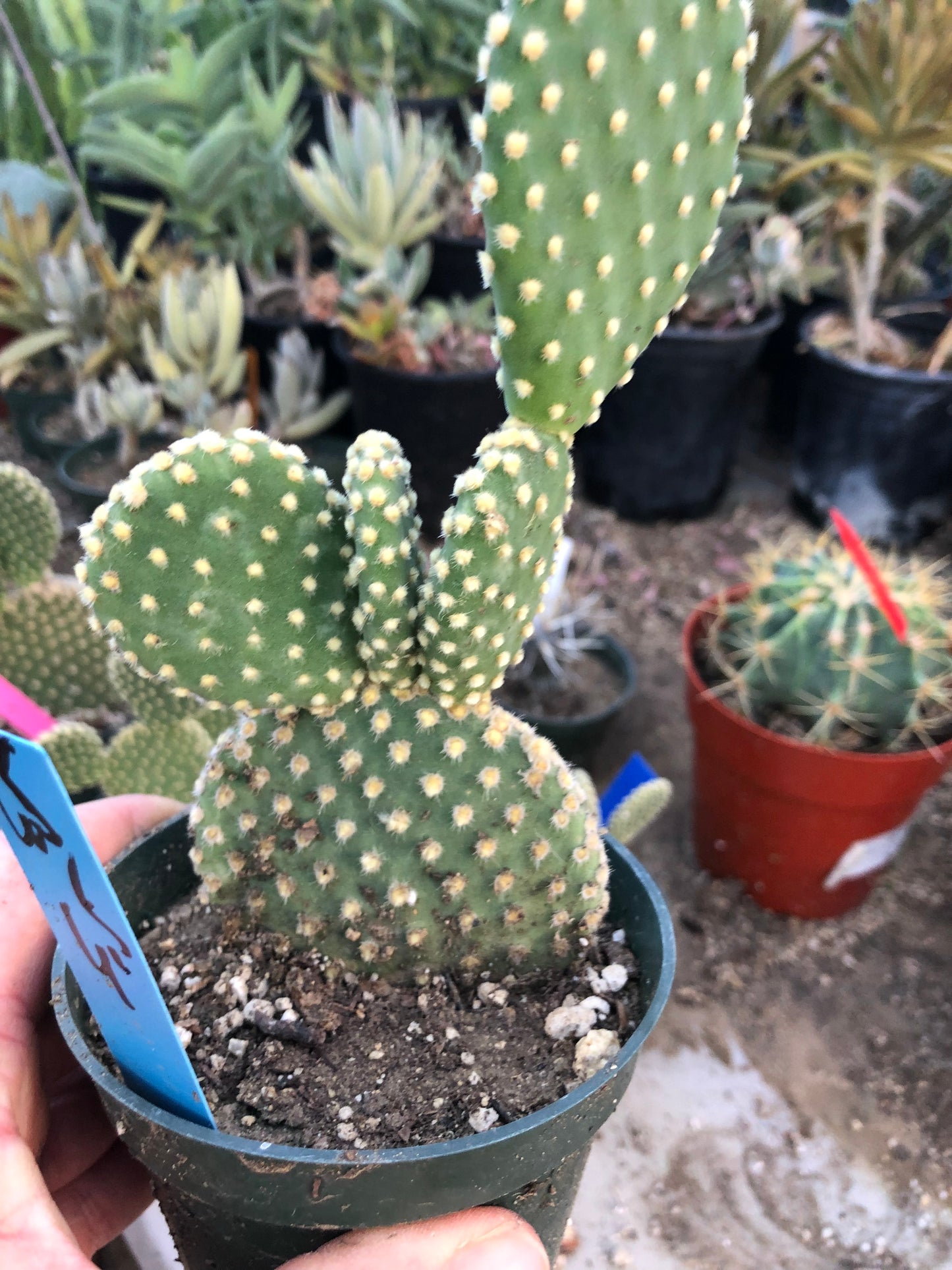Opuntia microdasys Off White Bunny 6.5"Tall #65B