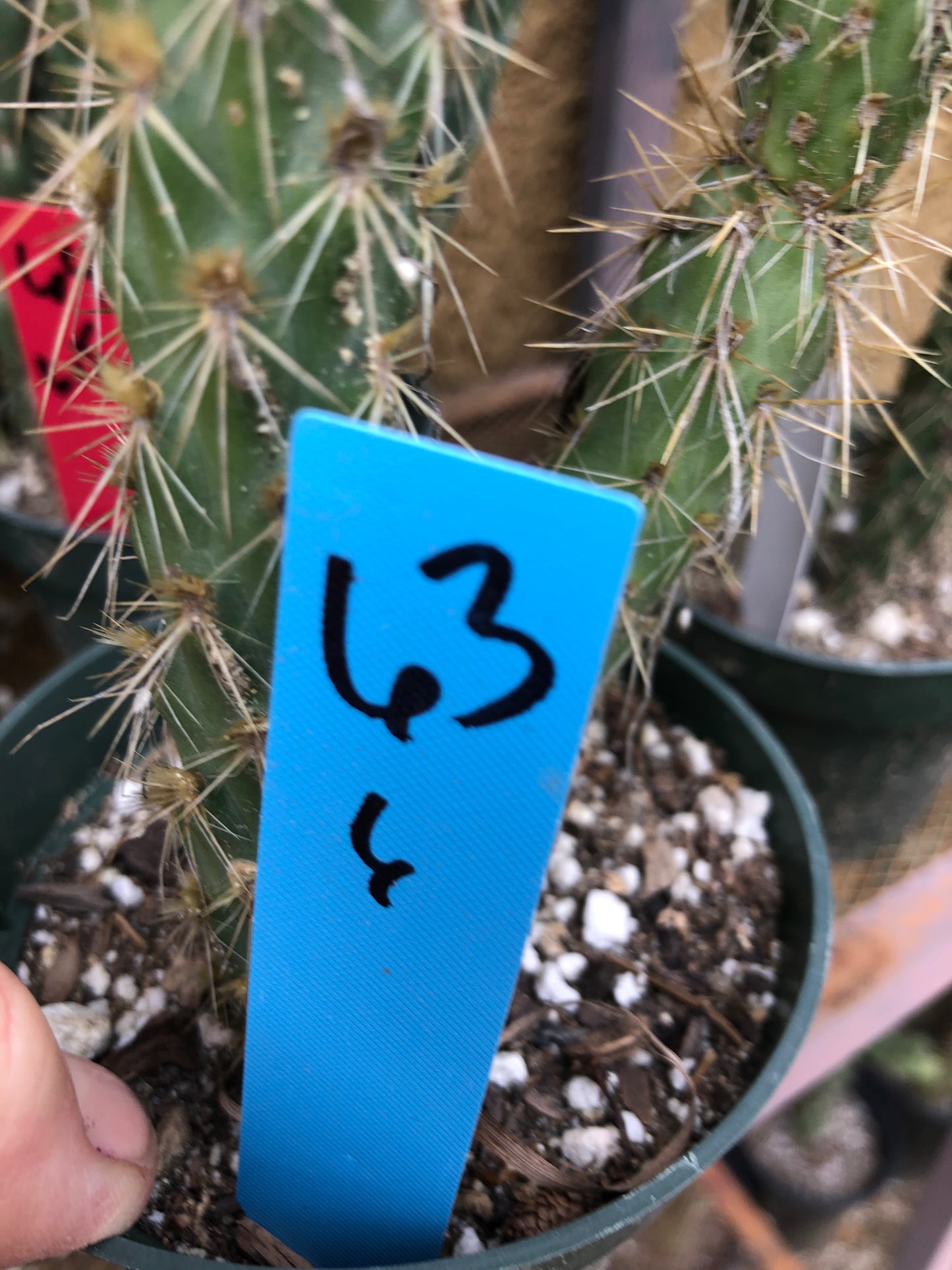 Cylindropuntia imbricata Buckhorn Cholla 6”Tall #63B