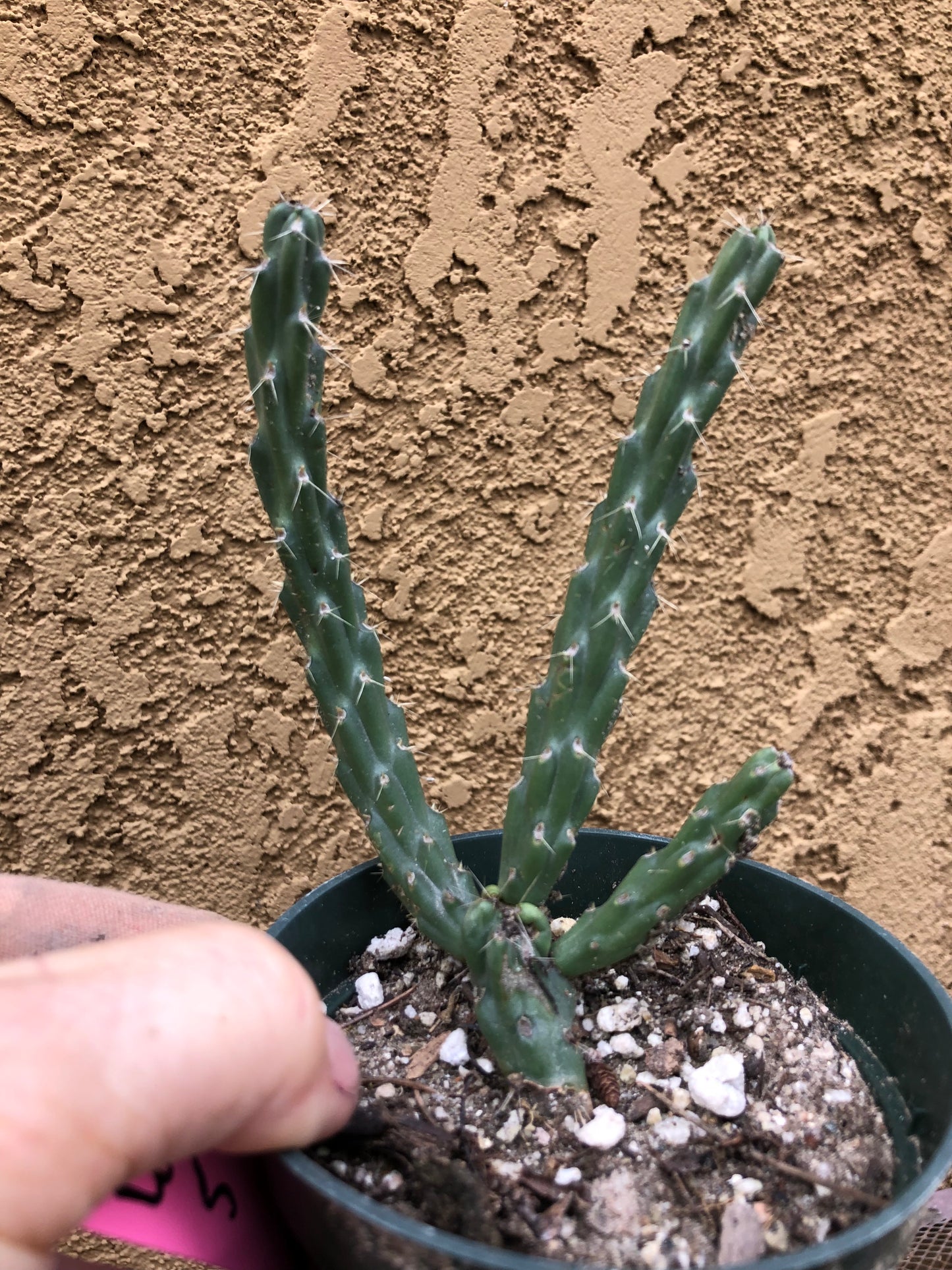 Cylindropuntia imbricata Buckhorn Cholla 5”Tall #60P