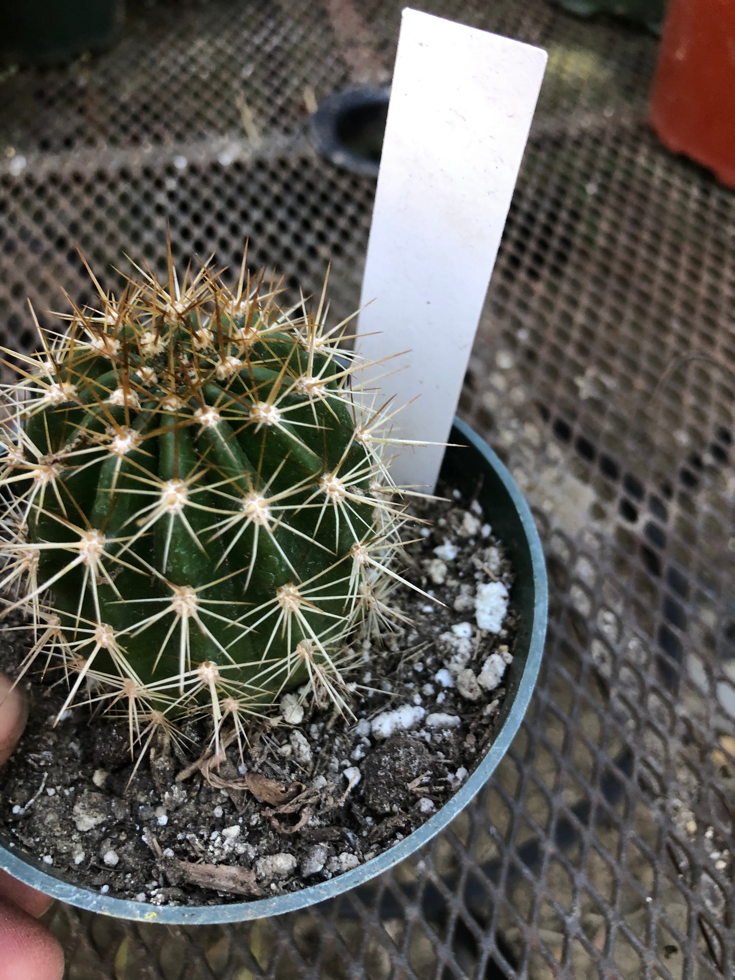 Trichocereus grandiflorus Torch 2.5"T #W