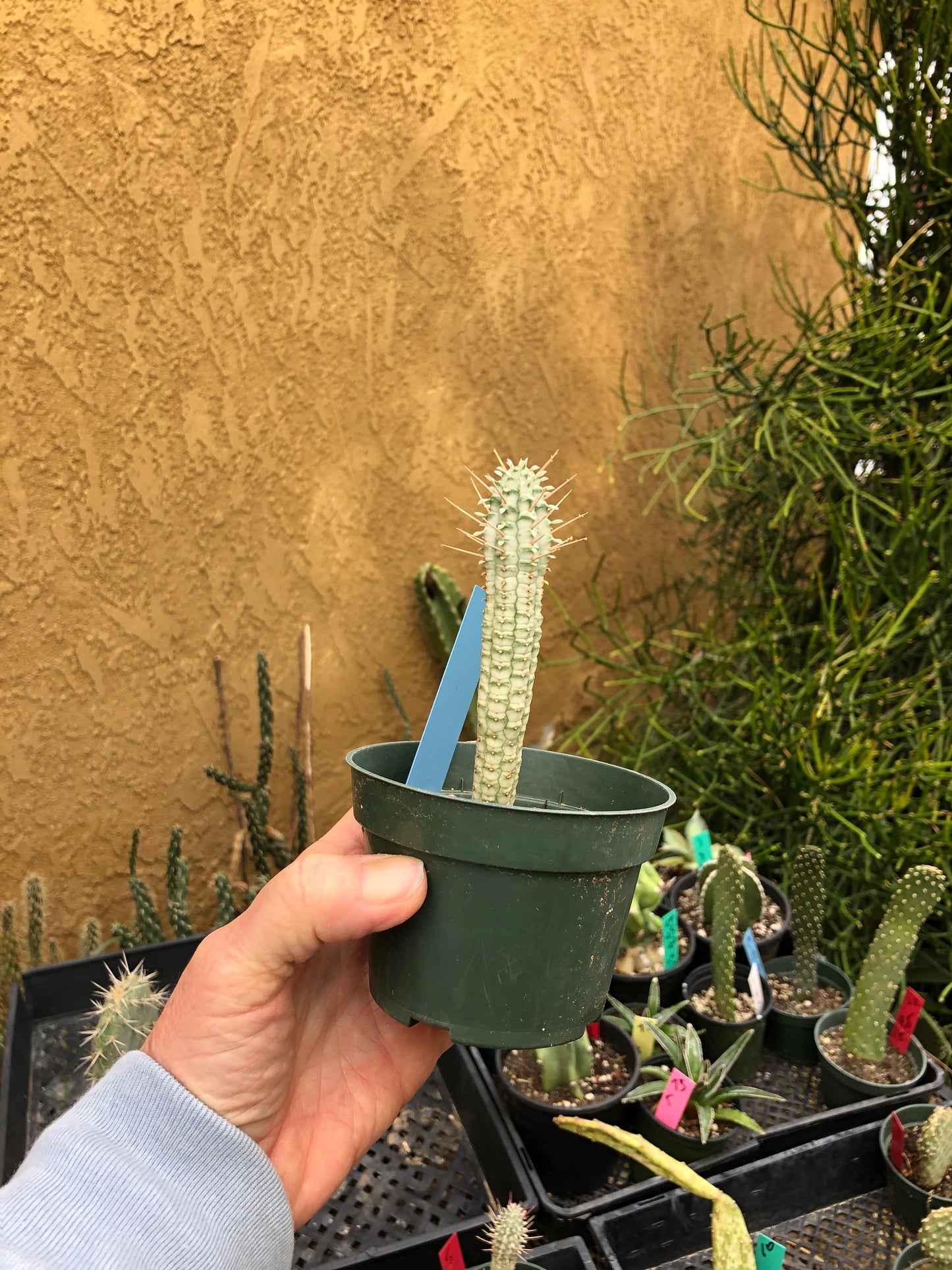 Euphorbia mammillarias variegata Corn Cob 4.5"Tall #1B