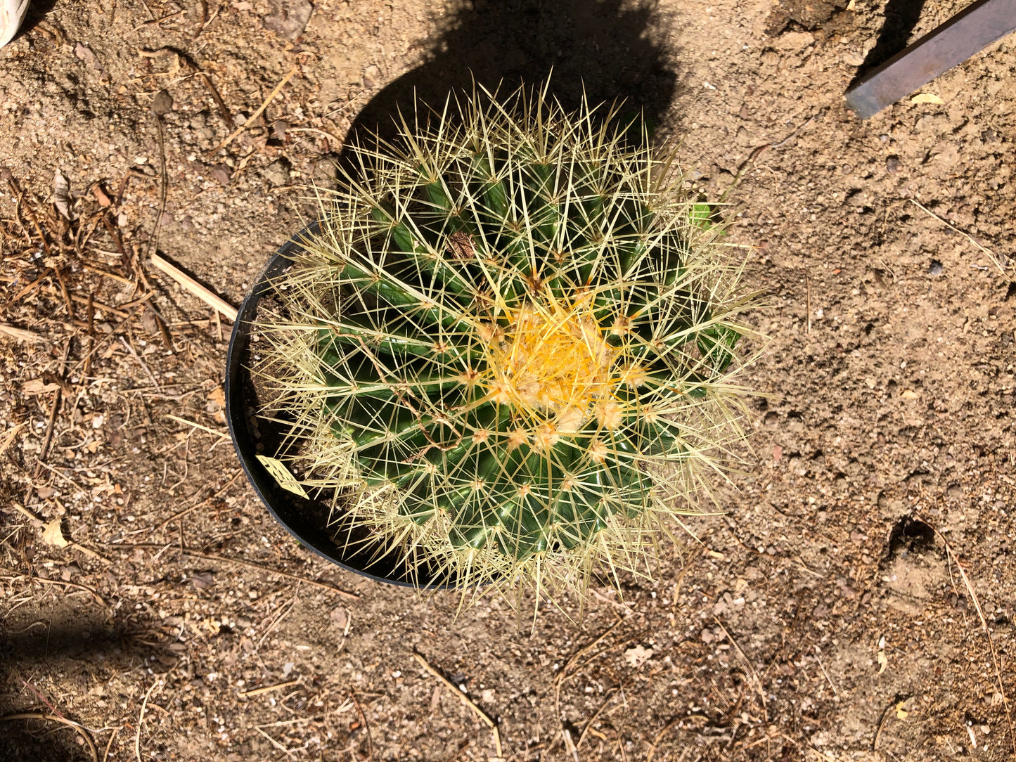 Echinocactus grusonii Golden Barrel 7"Wide #23Y