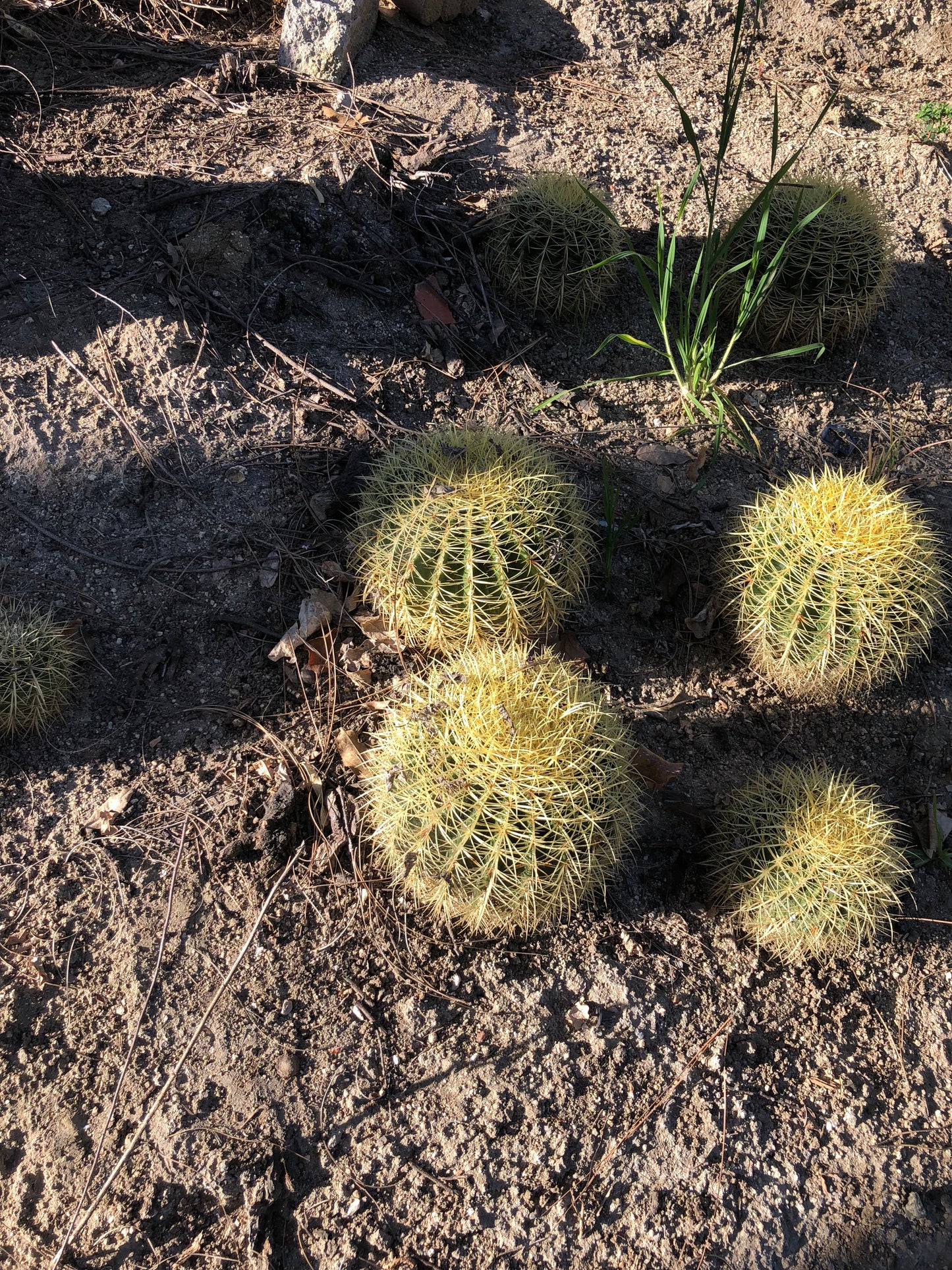 Echinocactus grusonii Golden Barrel 10"W