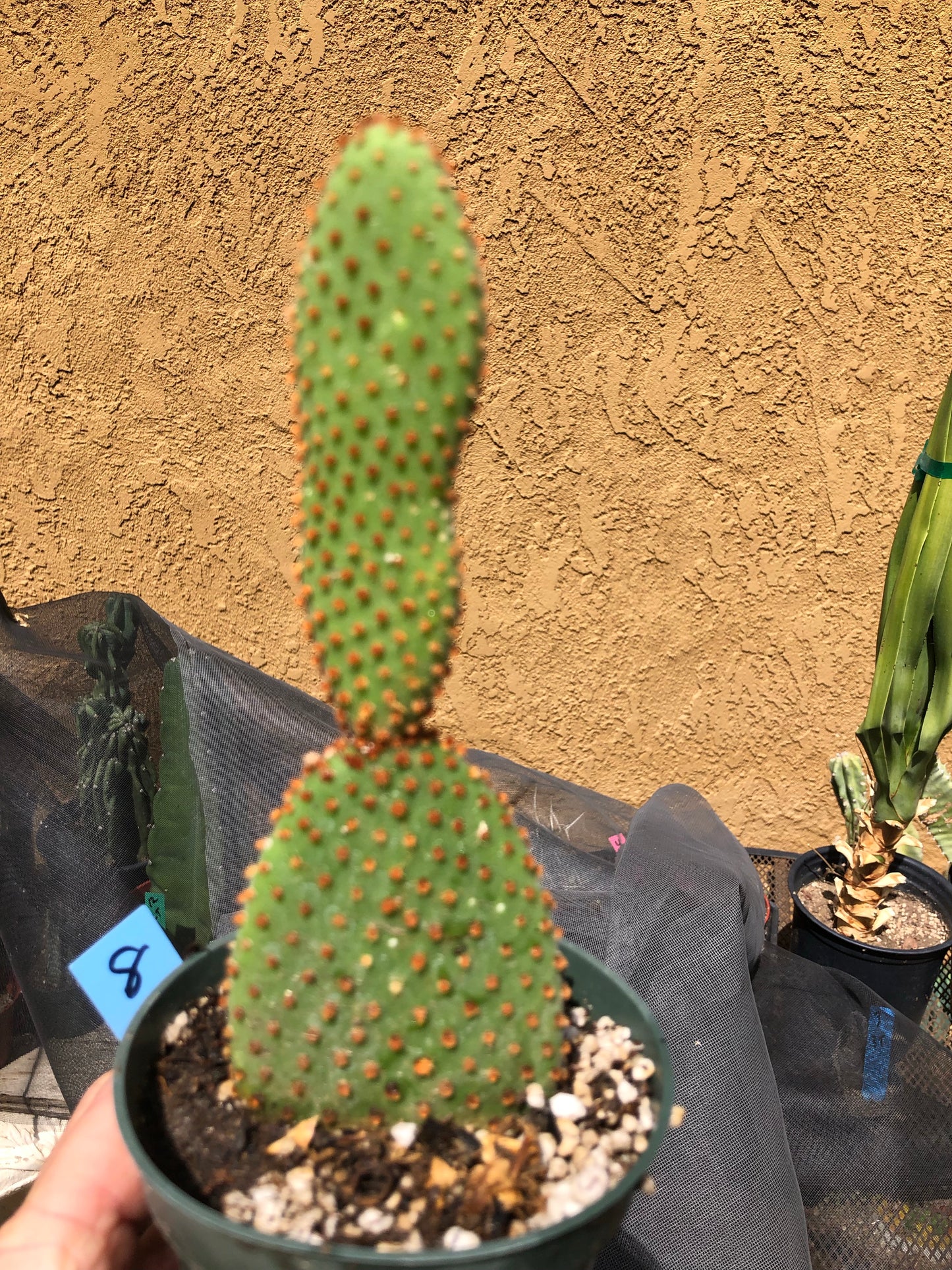 Opuntia microdasys Cinnamon 6.5"T #8B