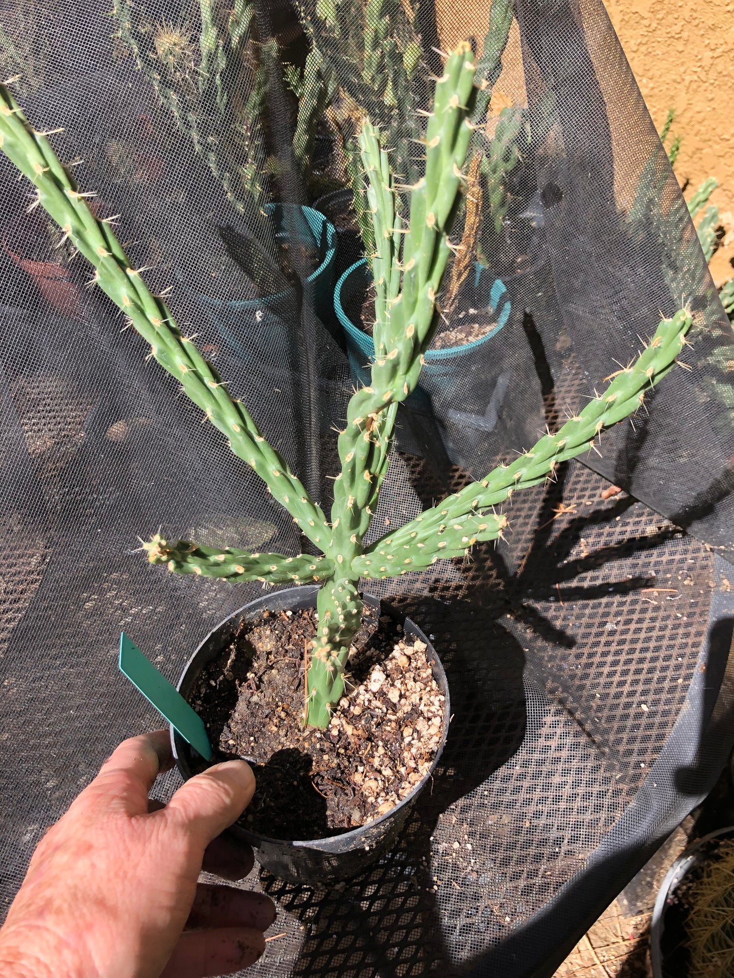 Cholla Cylindropuntia Imbricata  Buckhorn 13”Tall #13G