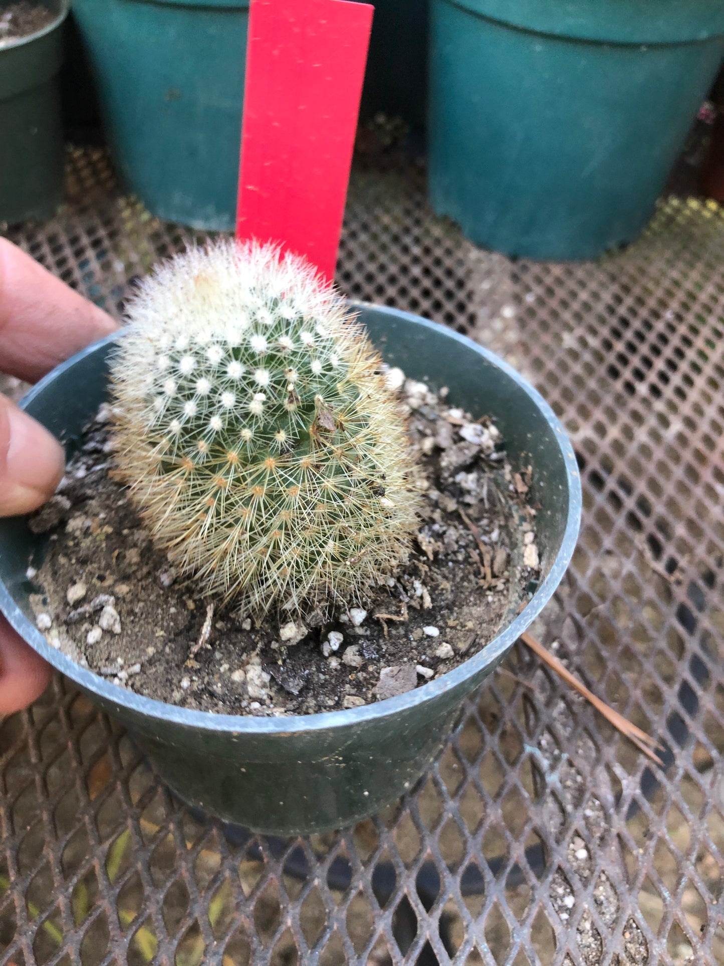 Notocactus Parodia scopa Silver Ball/Snowball Cactus 2" Tall #101R