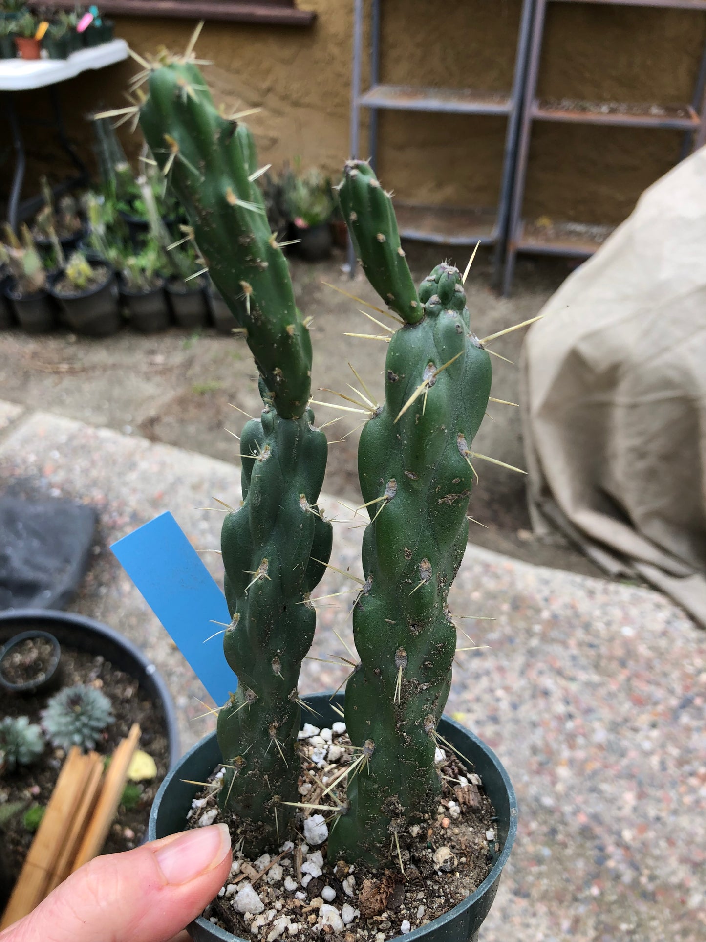 Cholla Cylindropuntia Imbricata Buckhorn 8"Tall #8B