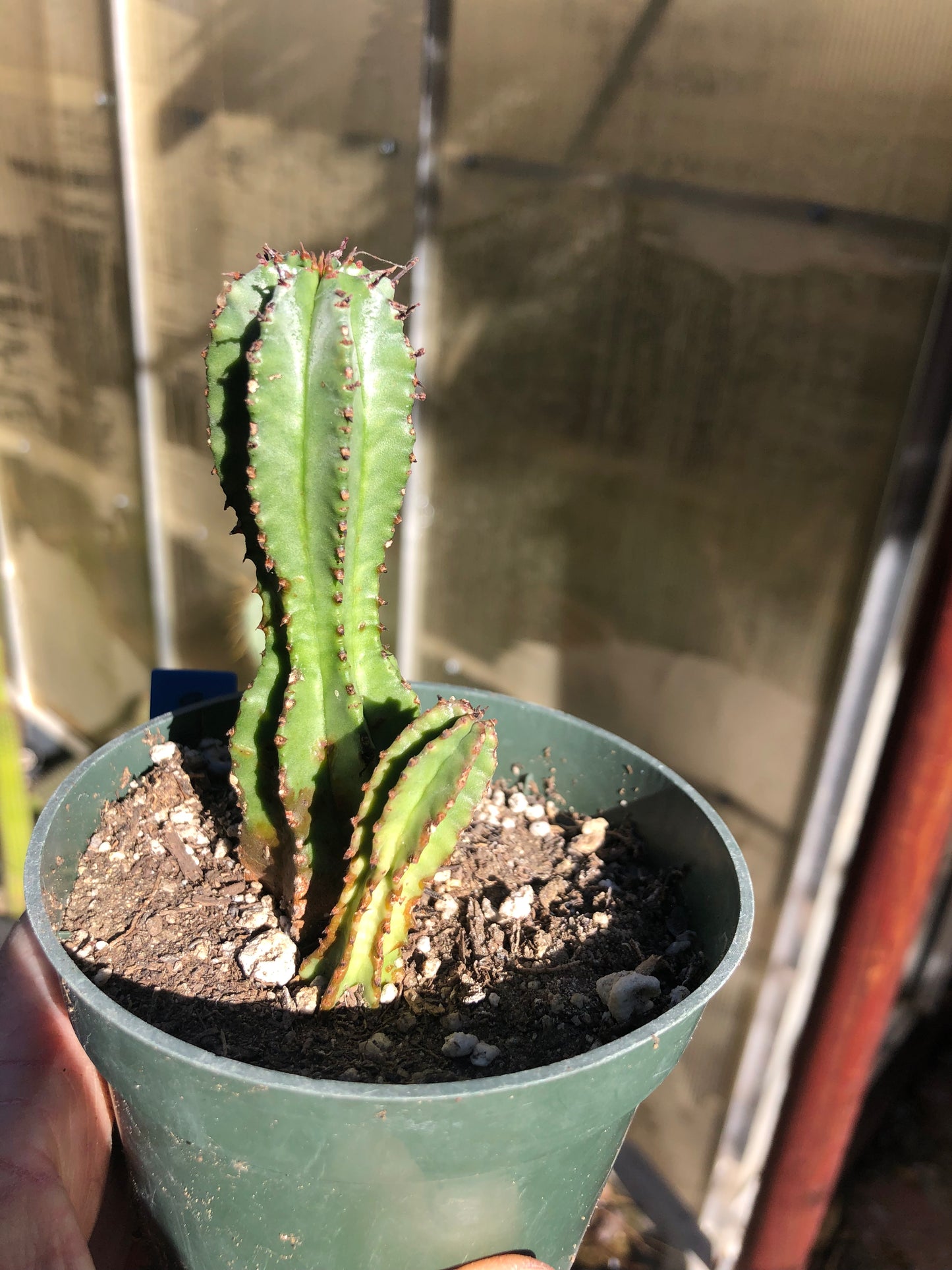 Euphorbia anoplia Green Tanzanian Zipper 4"Tall  #3B