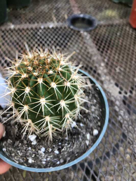 Trichocereus grandiflorus Torch 2.5"T #W
