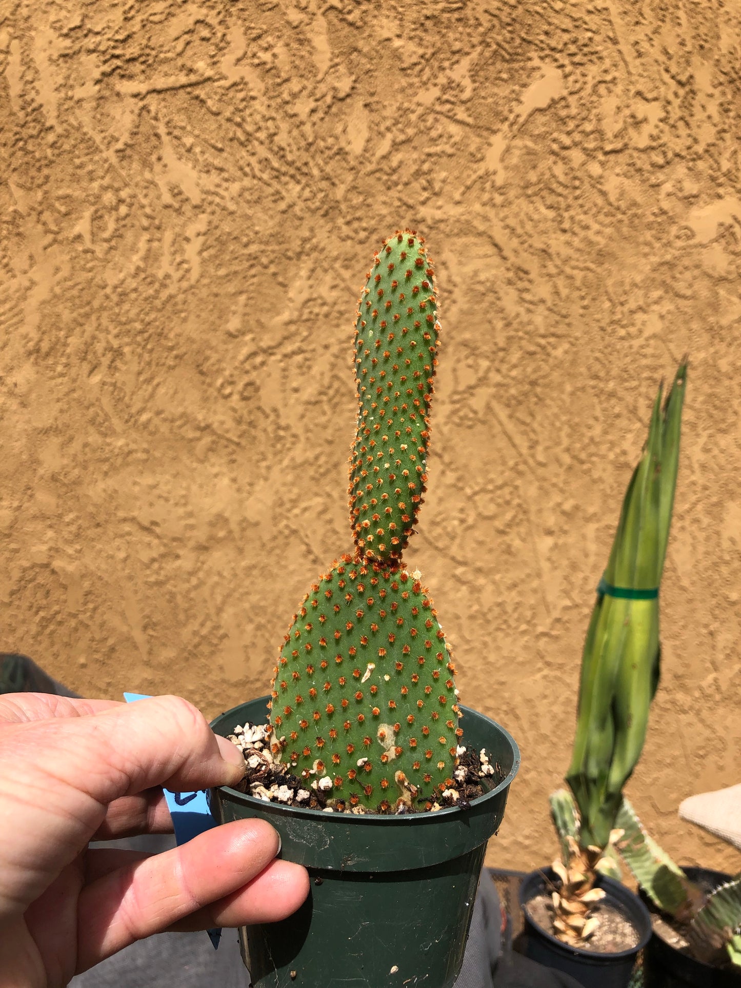 Opuntia microdasys Cinnamon 6.5"T #8B