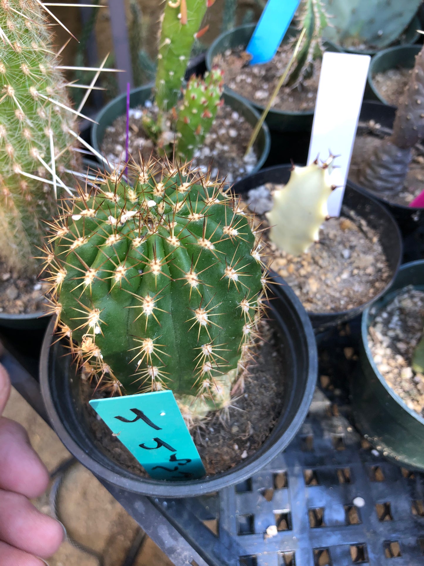 Trichocereus grandiflorus Torch 4"T #4G