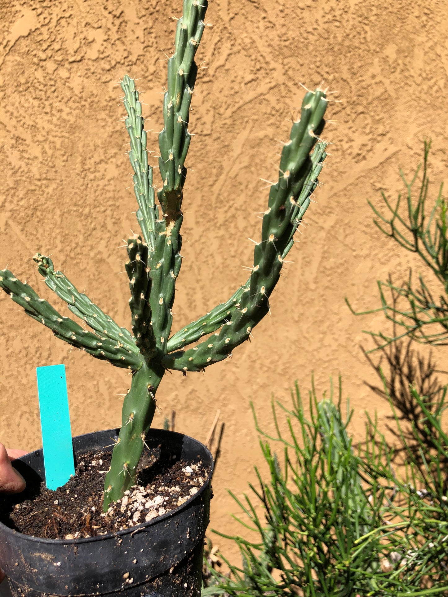 Cholla Cylindropuntia Imbricata  Buckhorn 13”Tall #13G