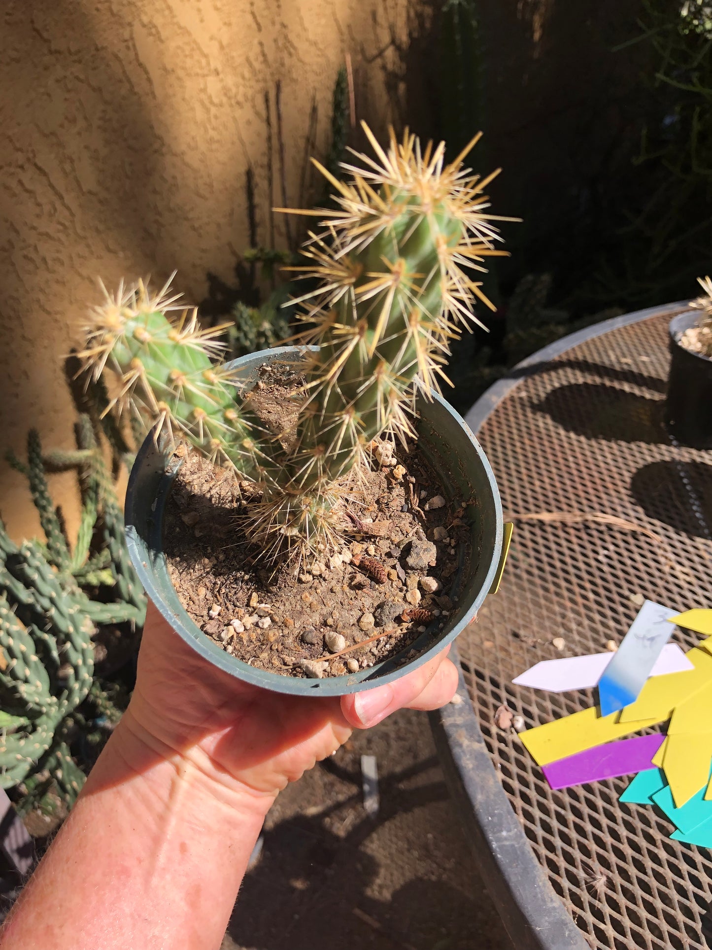 Cylindropuntia imbricata Buckhorn Cholla 4”Tall #44Y