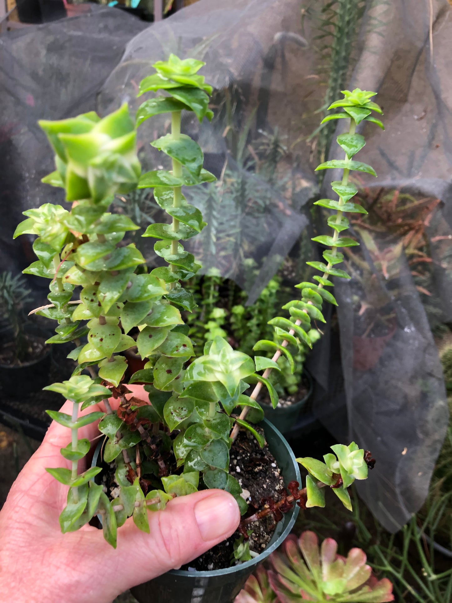 Crassula perforata Variegata String of Buttons 7"Tall #3W