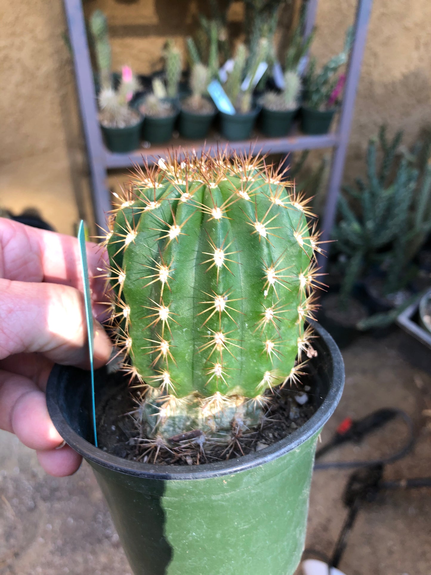 Trichocereus grandiflorus Torch 4"T #4G