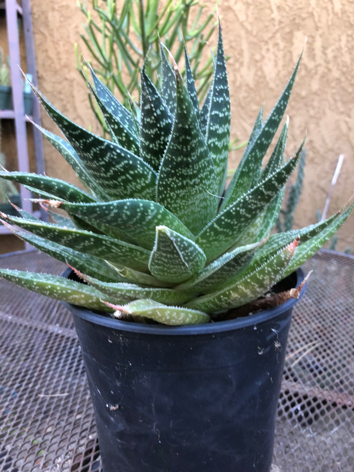 Guinea-fowl aloe Extra Large Aristaloe aristata 9”Wide 7”Tall #71B