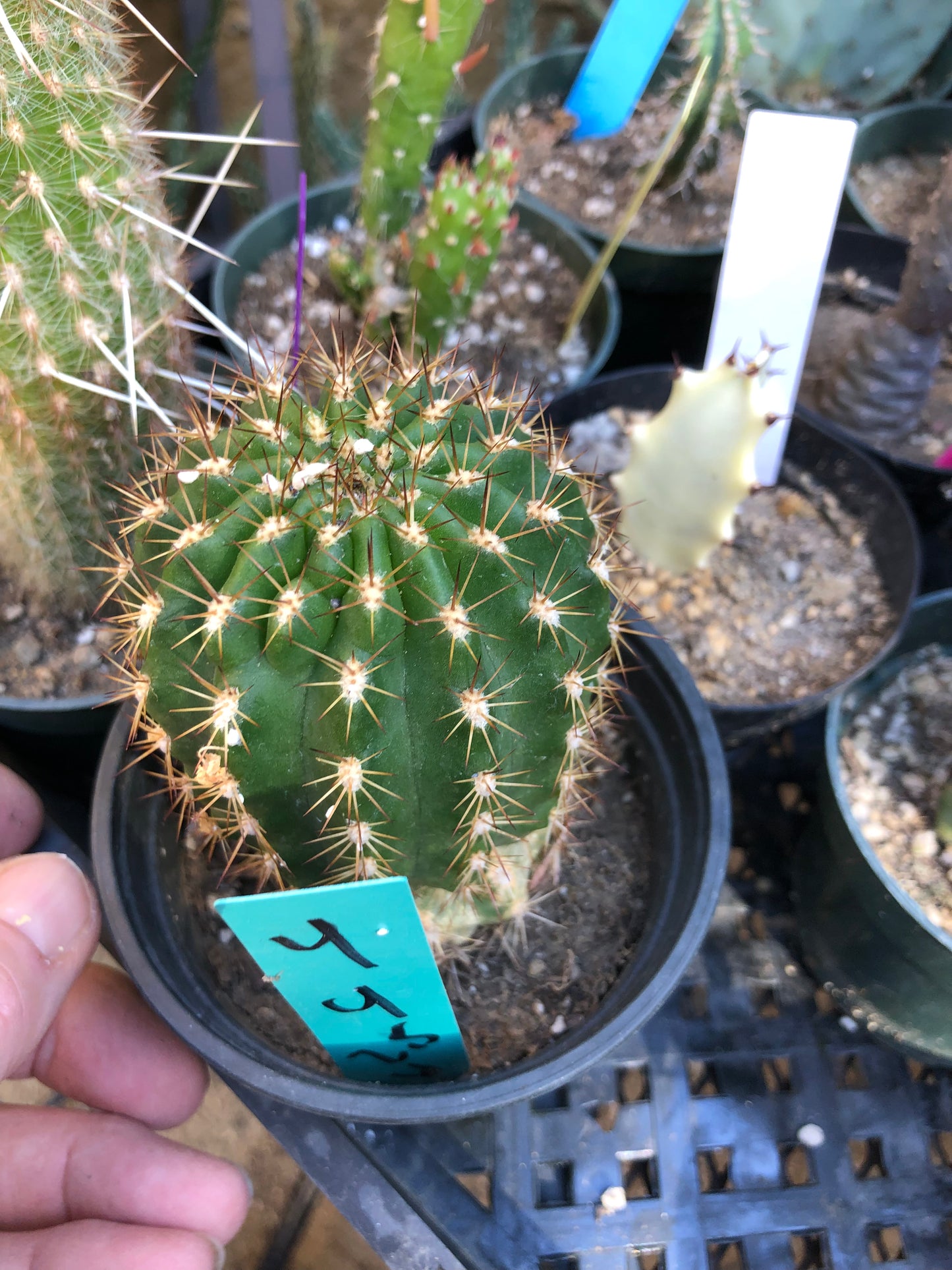 Trichocereus grandiflorus Torch 4"T #4G
