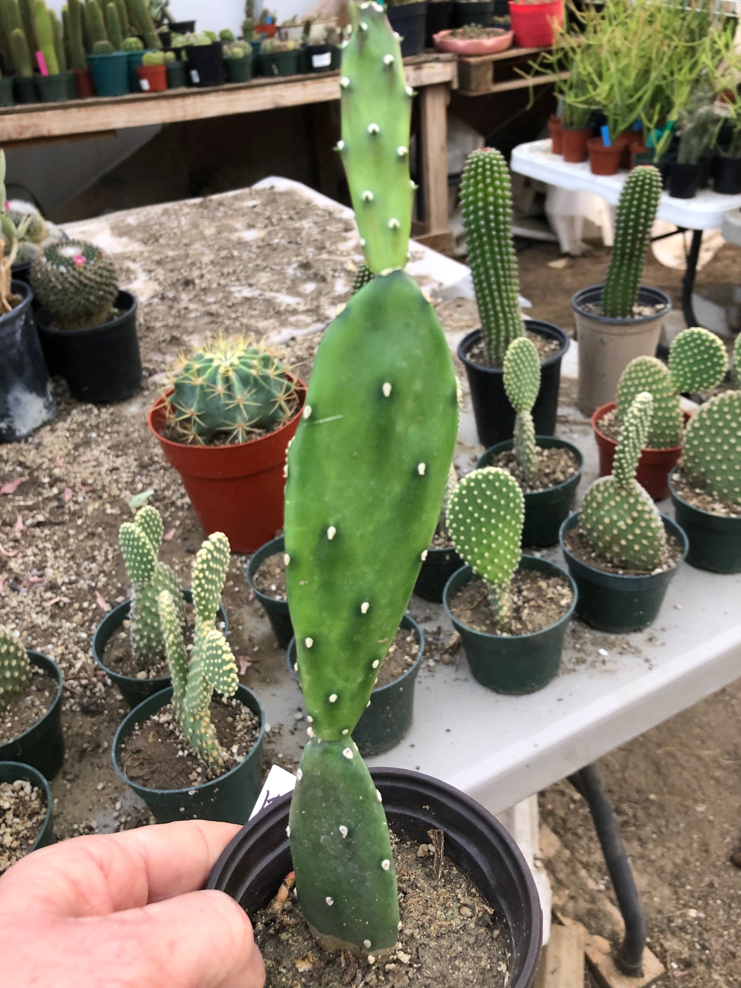 Opuntia canterae elata Ground Crawler 10"T #10W