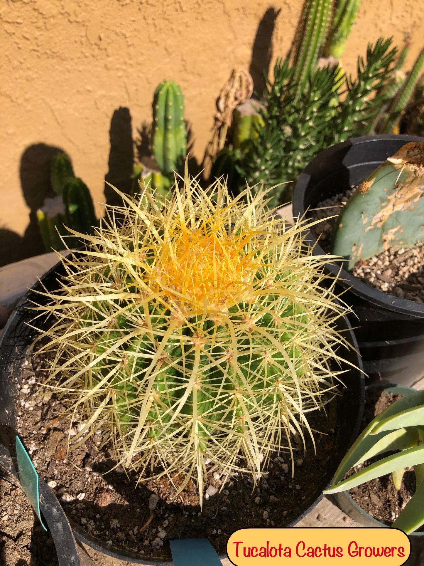 Echinocactus grusonii Golden Barrel 5"Wide #2B