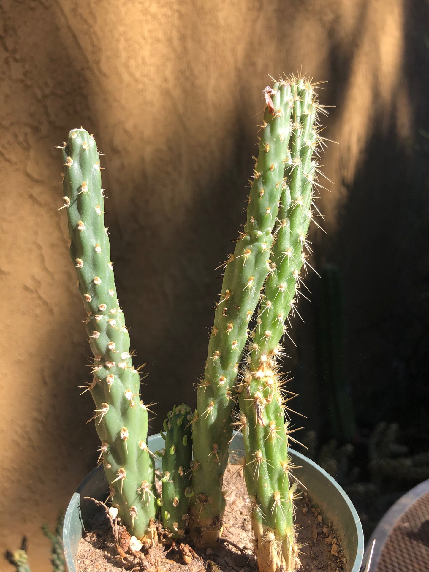 Cylindropuntia imbricata Buckhorn Cholla 7”Tall #71W