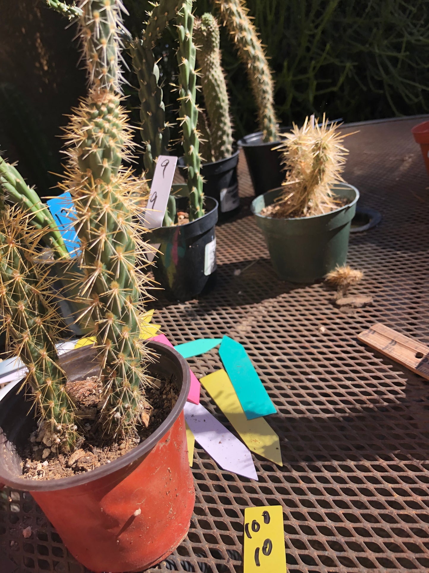 Cylindropuntia imbricata Buckhorn Cholla 10”Tall #10Y