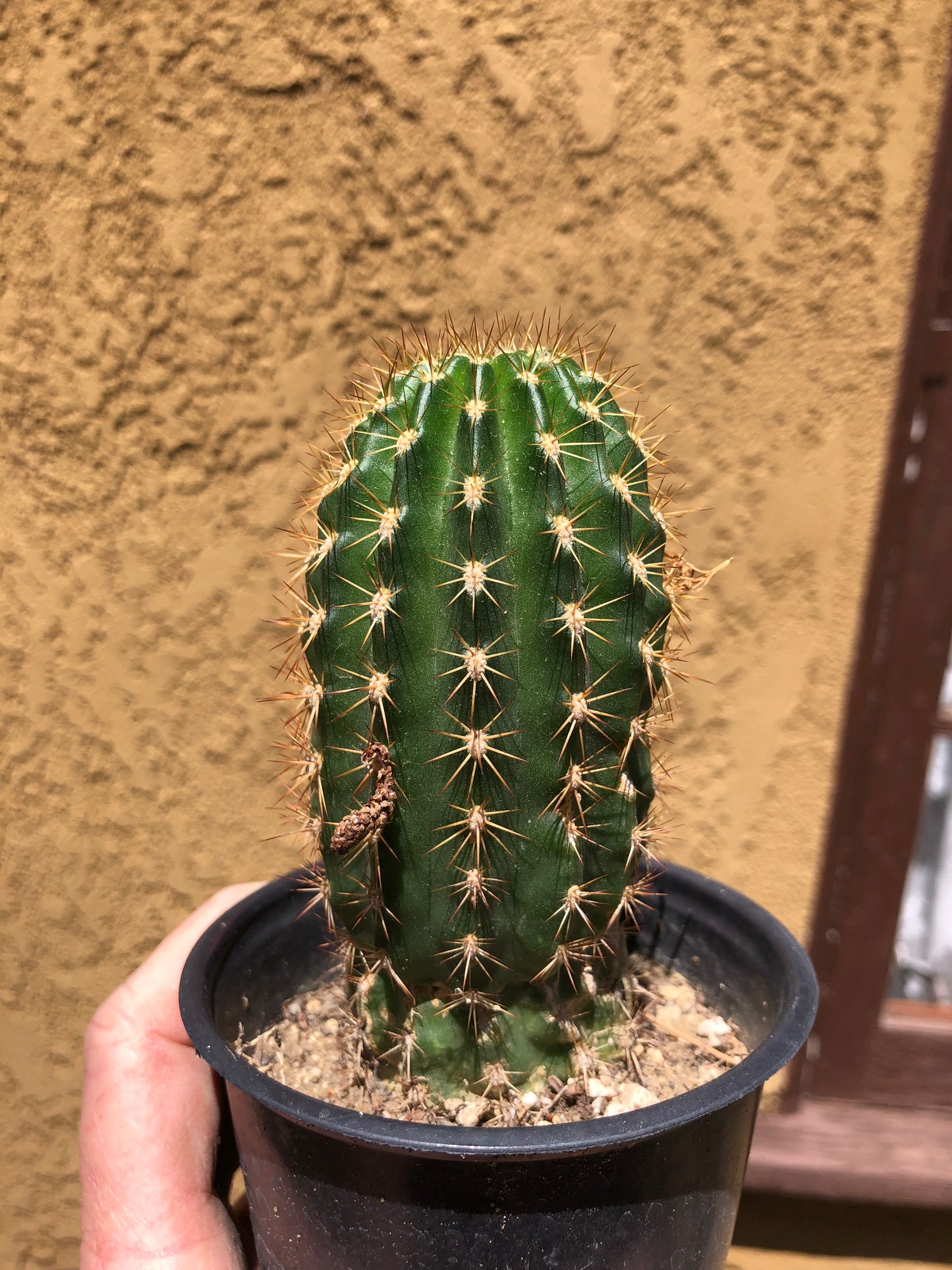 Trichocereus grandiflorus Torch 5” Tall #11P