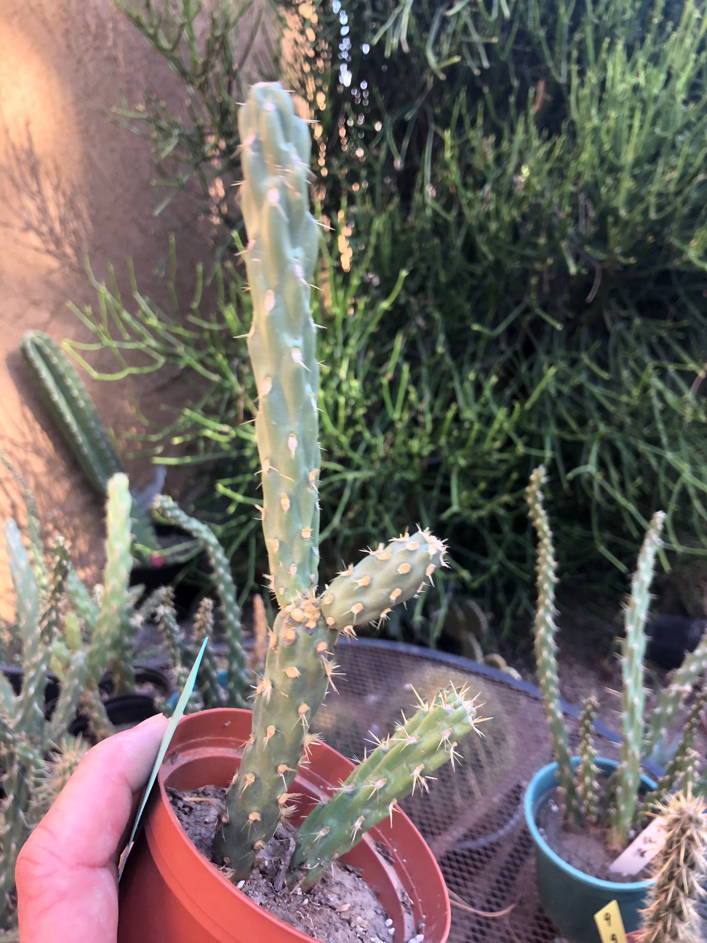 Cylindropuntia imbricata Buckhorn Cholla 9”Tall #8G