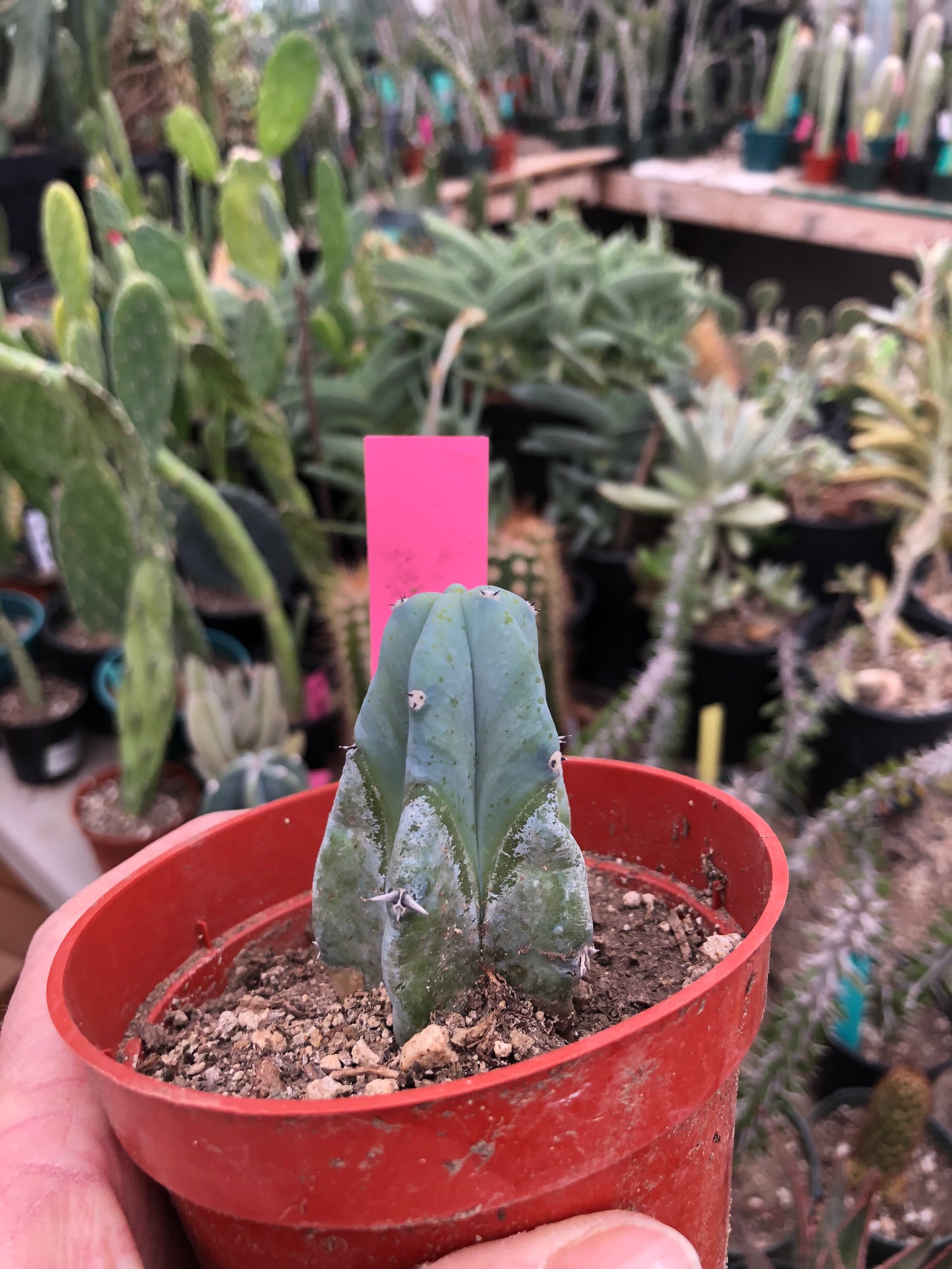 Myrtillocactus geometrizans Blue Myrtle Cactus 2.5”Tall #1P