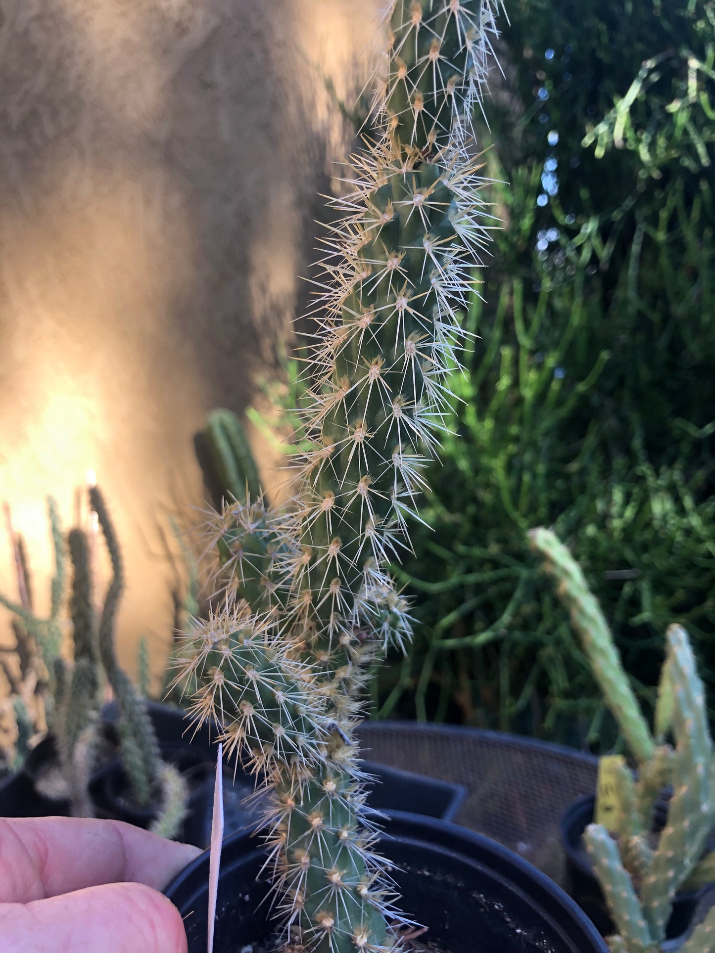 Cholla Cylindropuntia  Buckhorn 9”Tall #1W