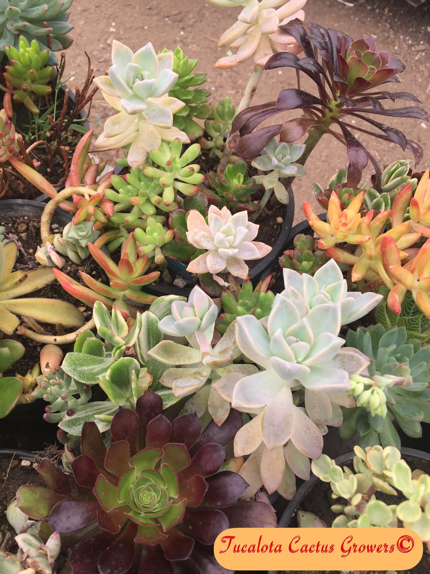 Assorted Succulent Cuttings/Clippings (30)  3"-5"Tall Variety Extras Colorful