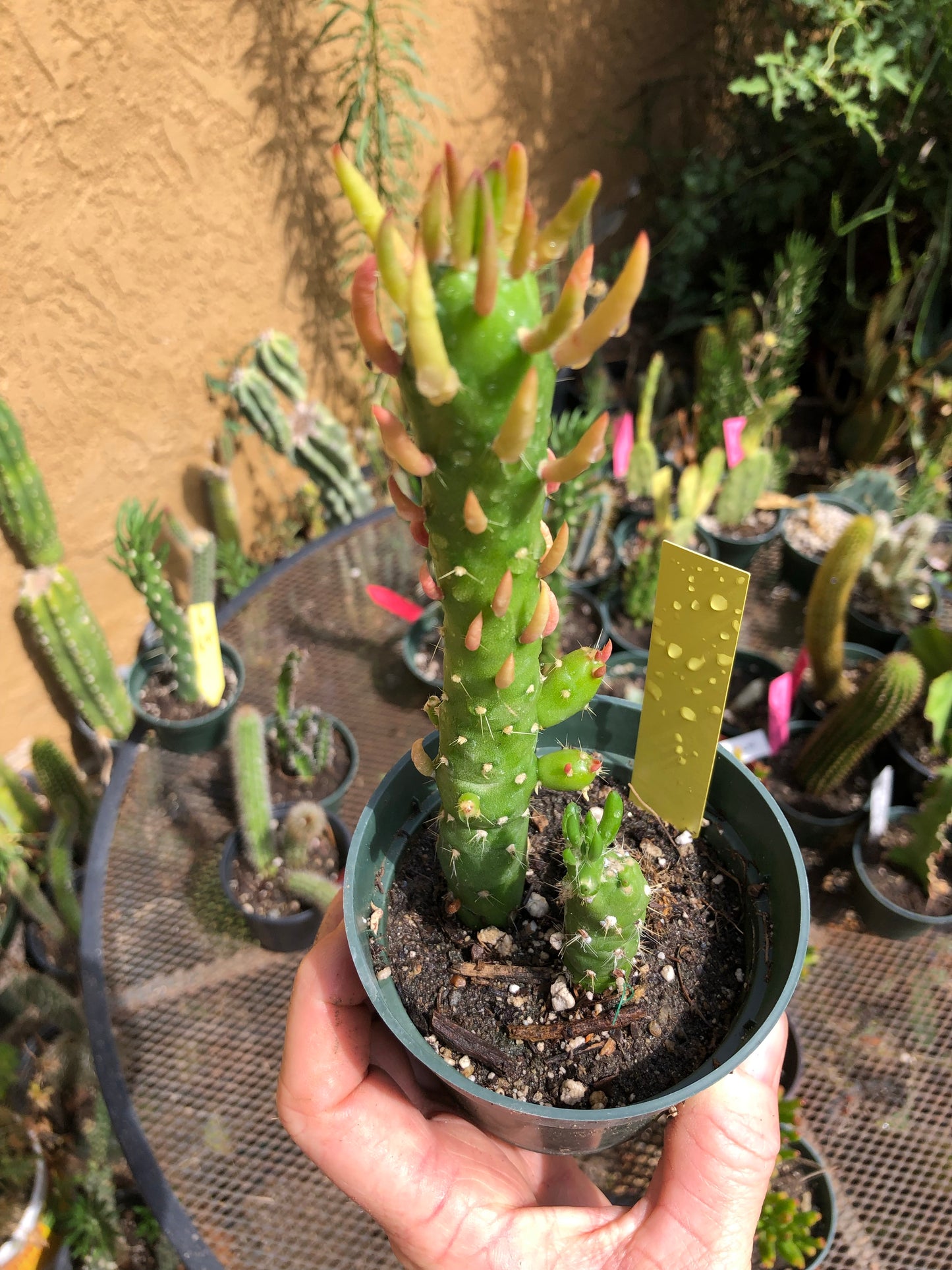 Austrocylindropuntia Mini Eve's Needle 6"T #1Y