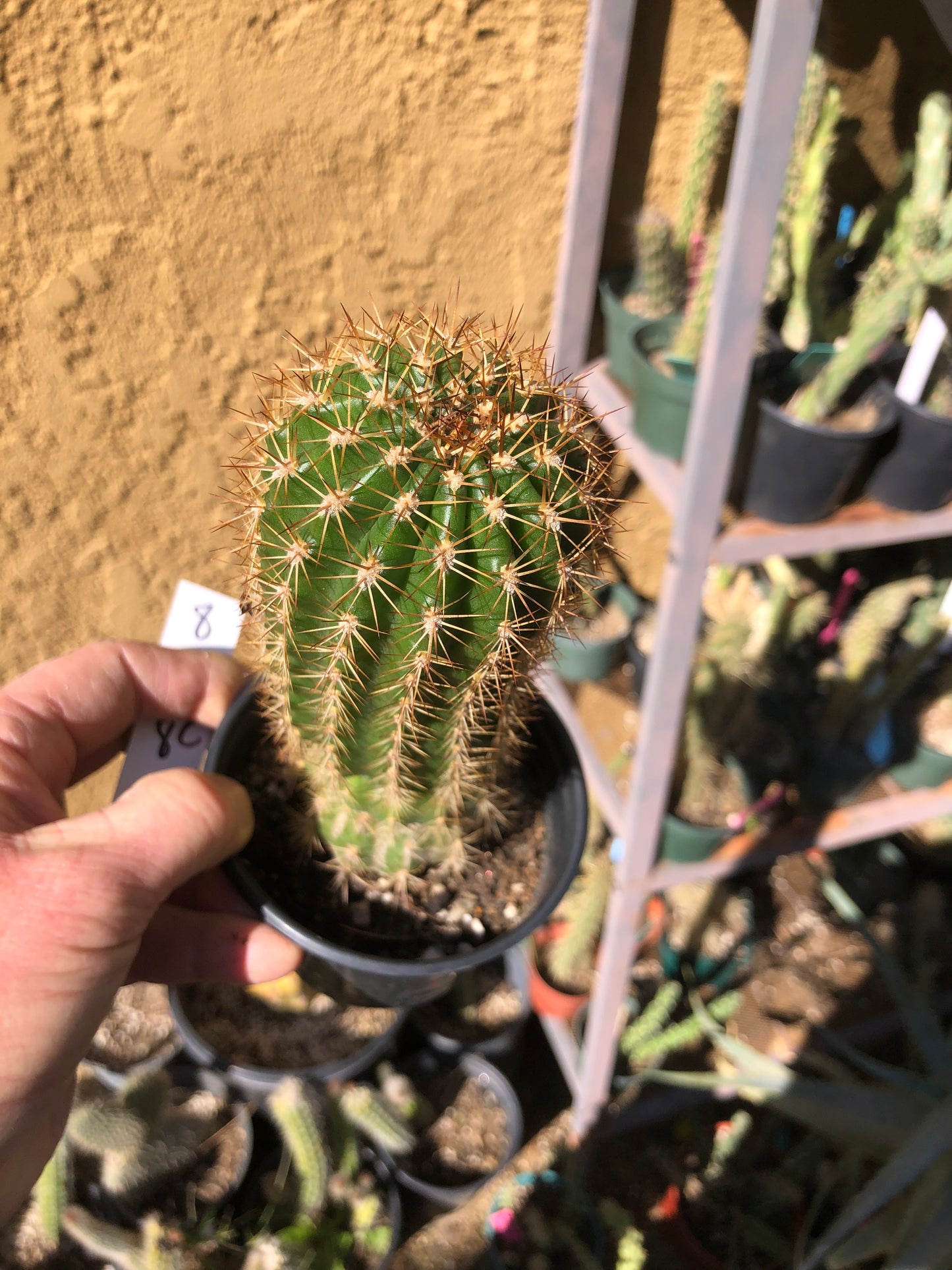 Trichocereus grandiflorus Torch Cactus 8" Tall #8W