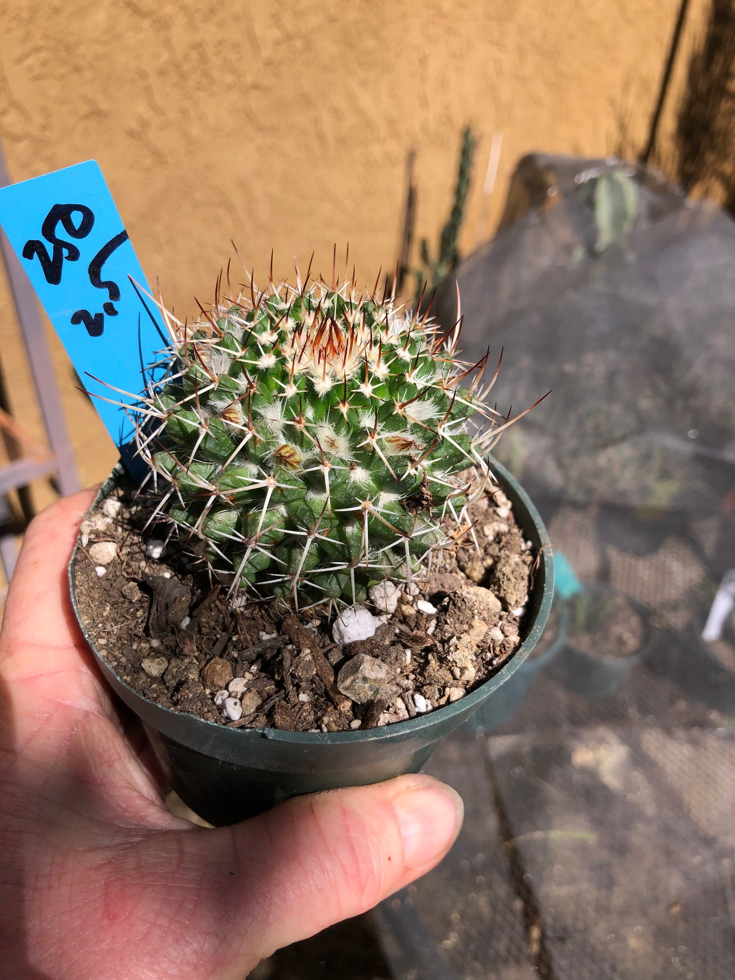Mammillaria nejapensis Silver Arrows 2.5” Wide #250B
