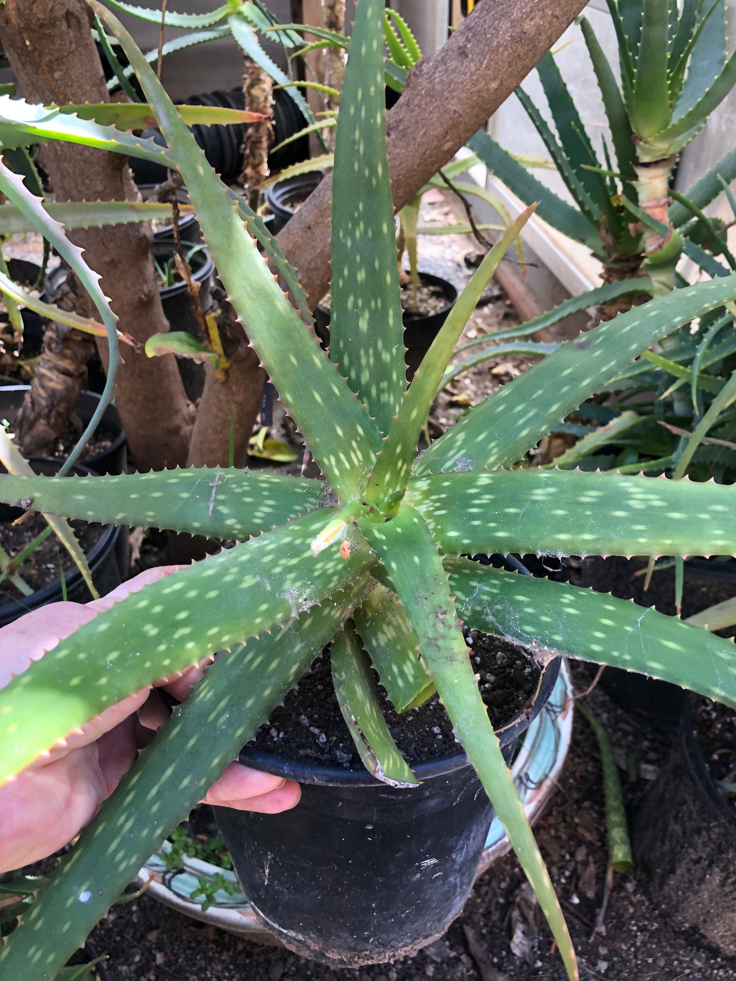 Aloe dorotheae 14" Tall 18" Wide #1W