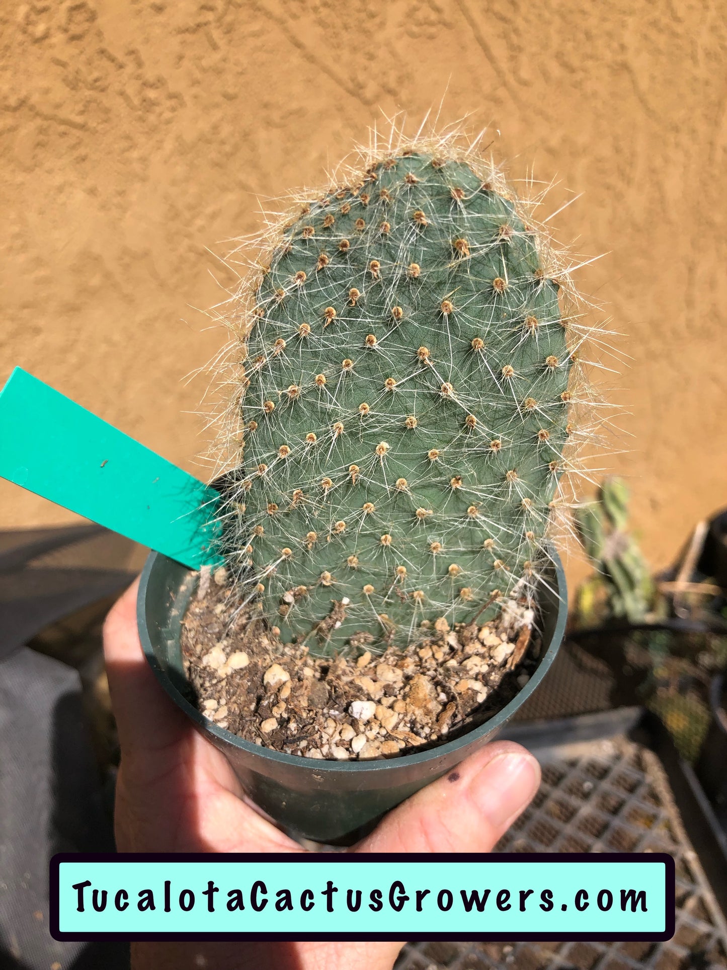 Opuntia pilifera (Cocoche loco)4.5"T 3"W #1G