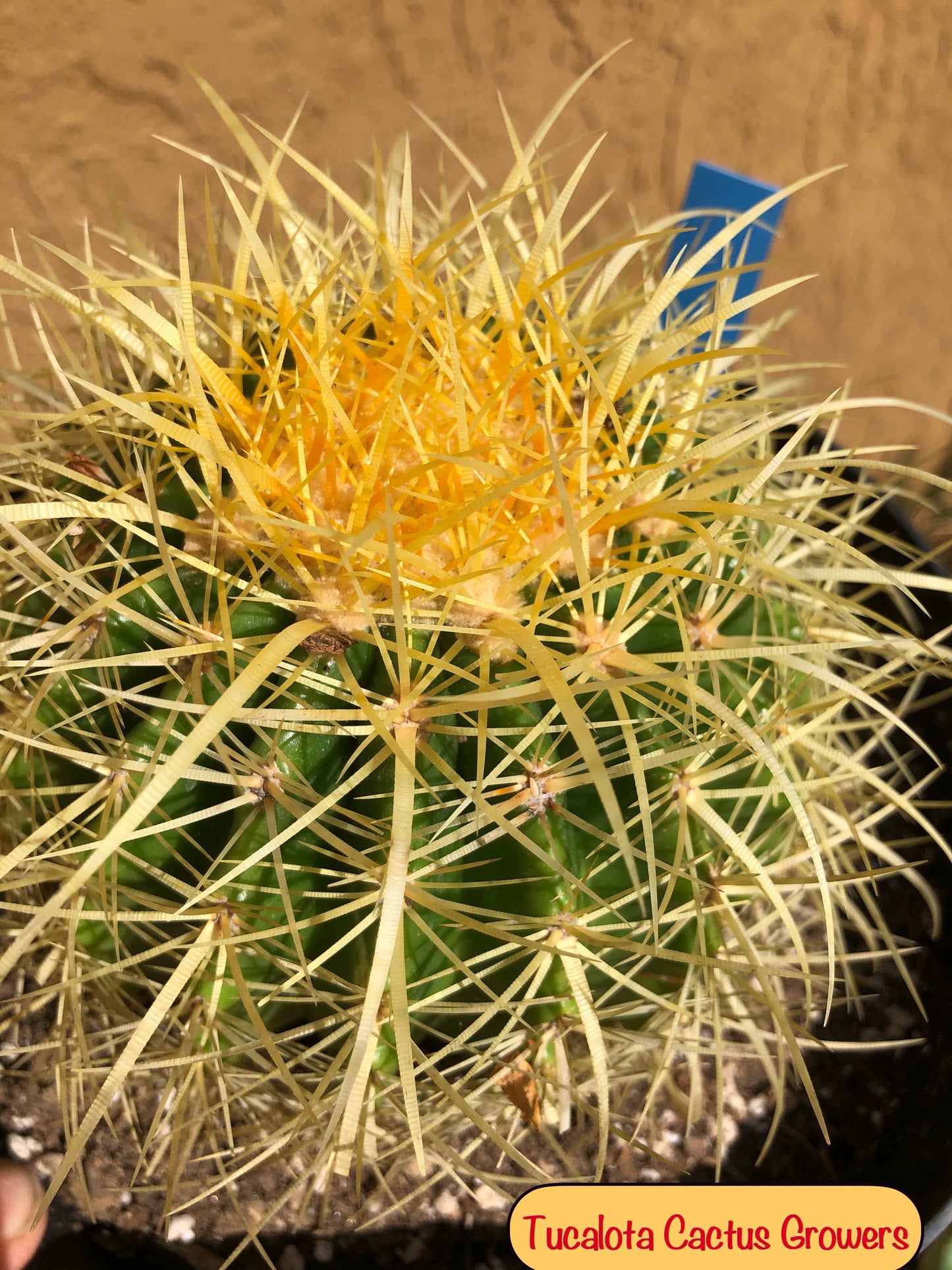 Echinocactus grusonii Golden Barrel 5"Wide #2B