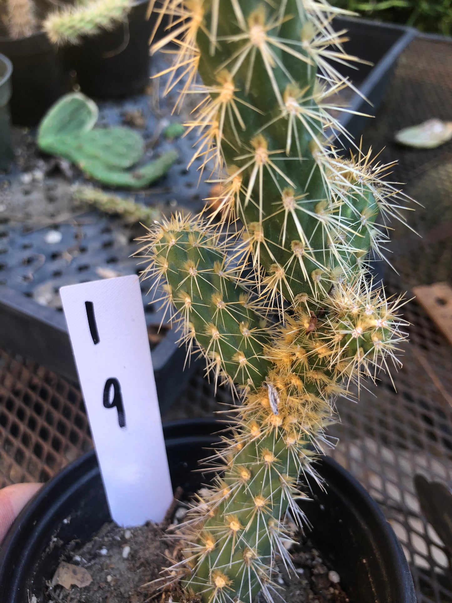 Cholla Cylindropuntia  Buckhorn 9”Tall #1W