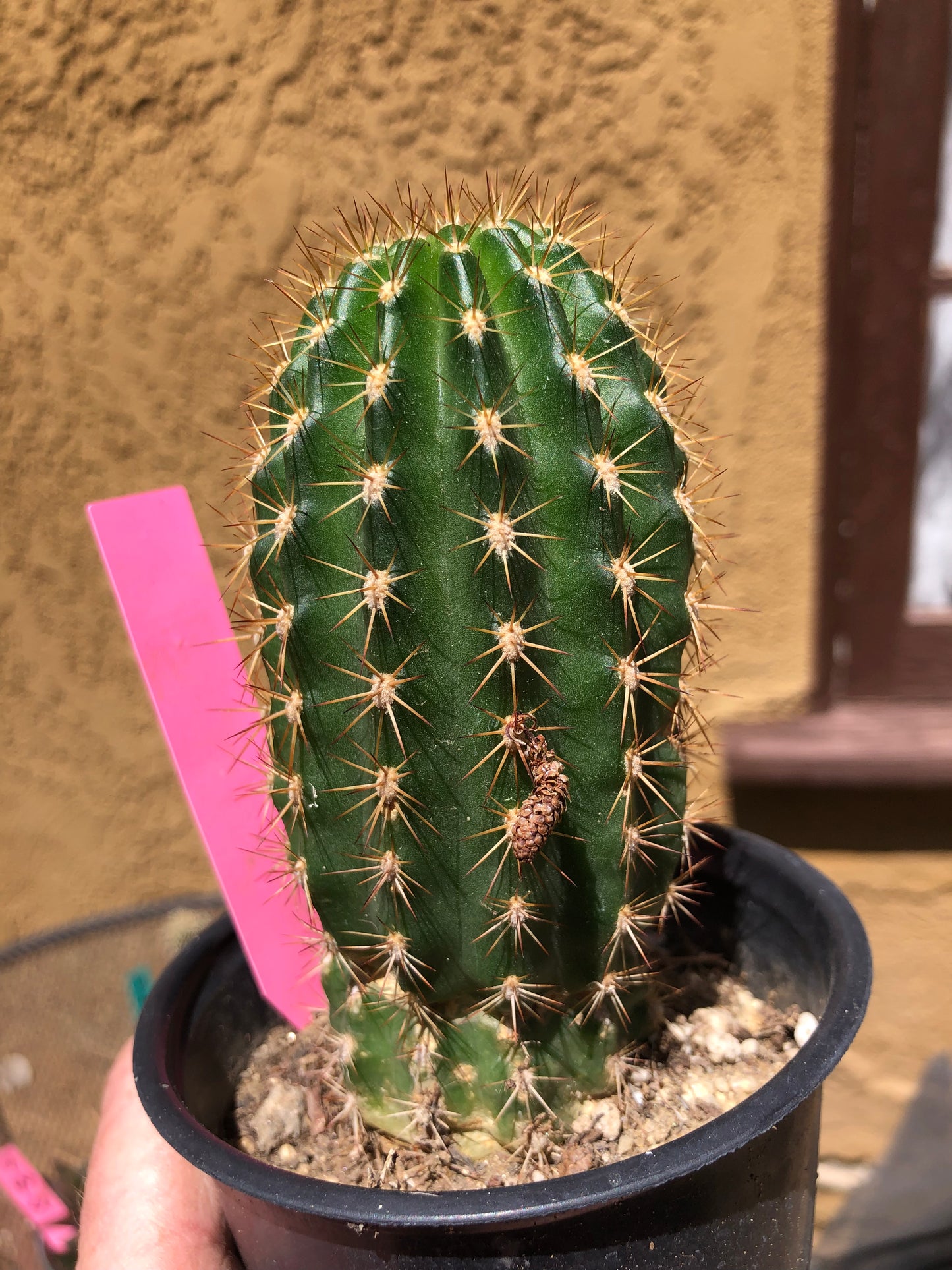 Trichocereus grandiflorus Torch 5” Tall #11P
