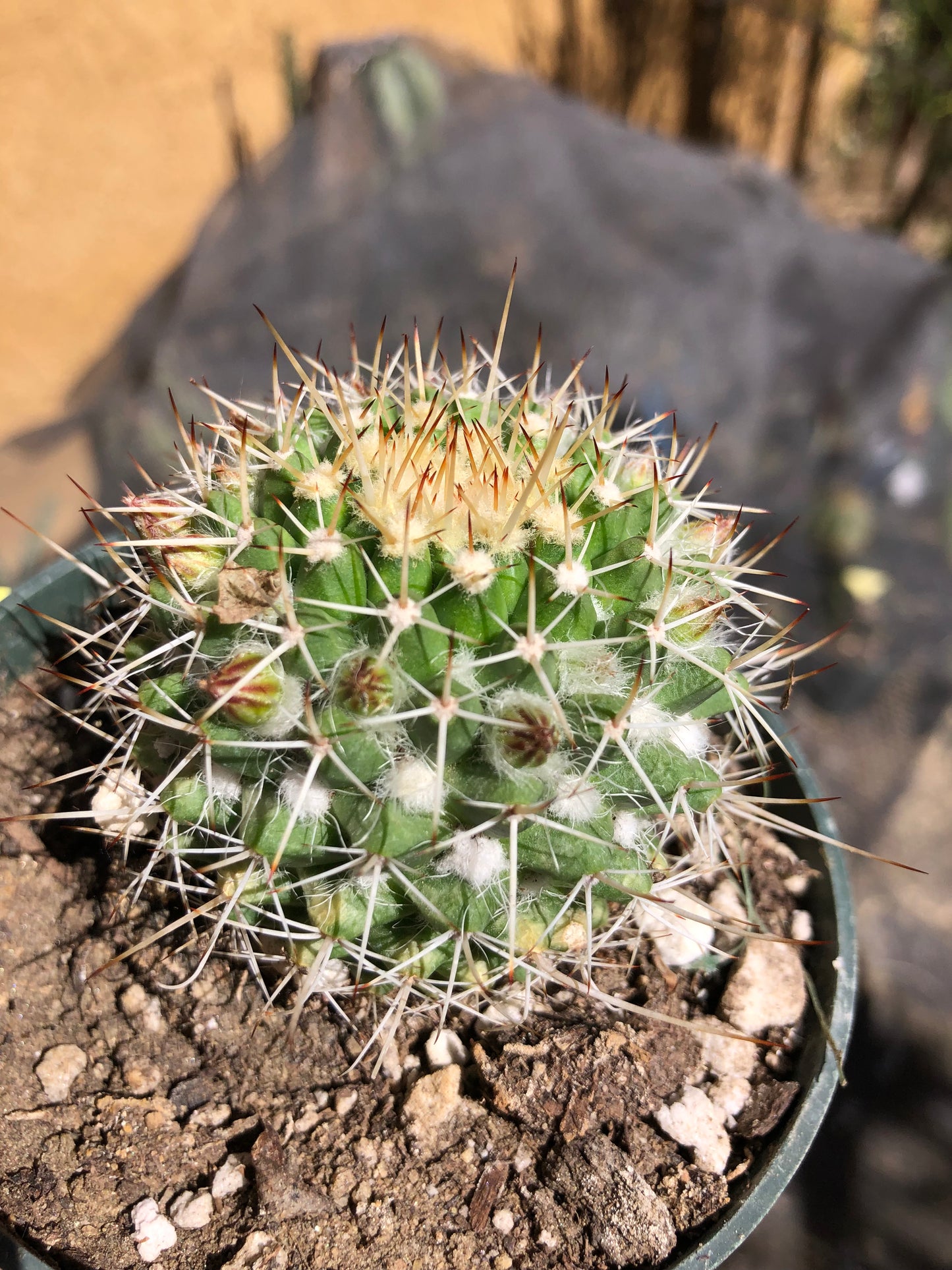 Mammillaria nejapensis Silver Arrows 2” Wide #24Y
