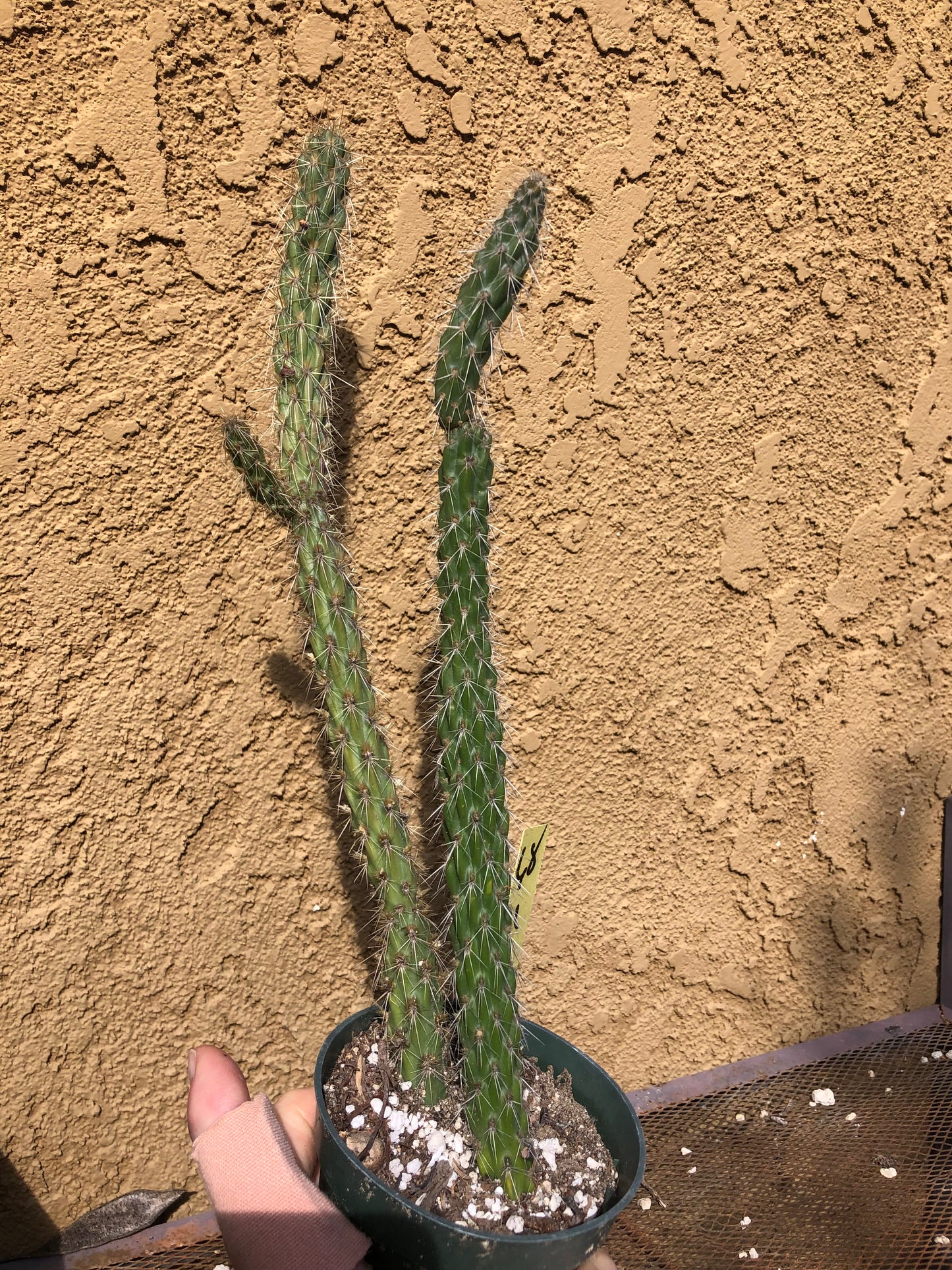 Cylindropuntia imbricata Buckhorn Cholla 11”Tall #68Y