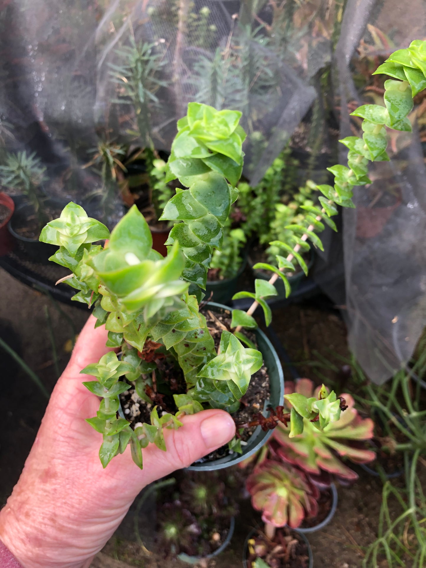 Crassula perforata Variegata String of Buttons 7"Tall #3W